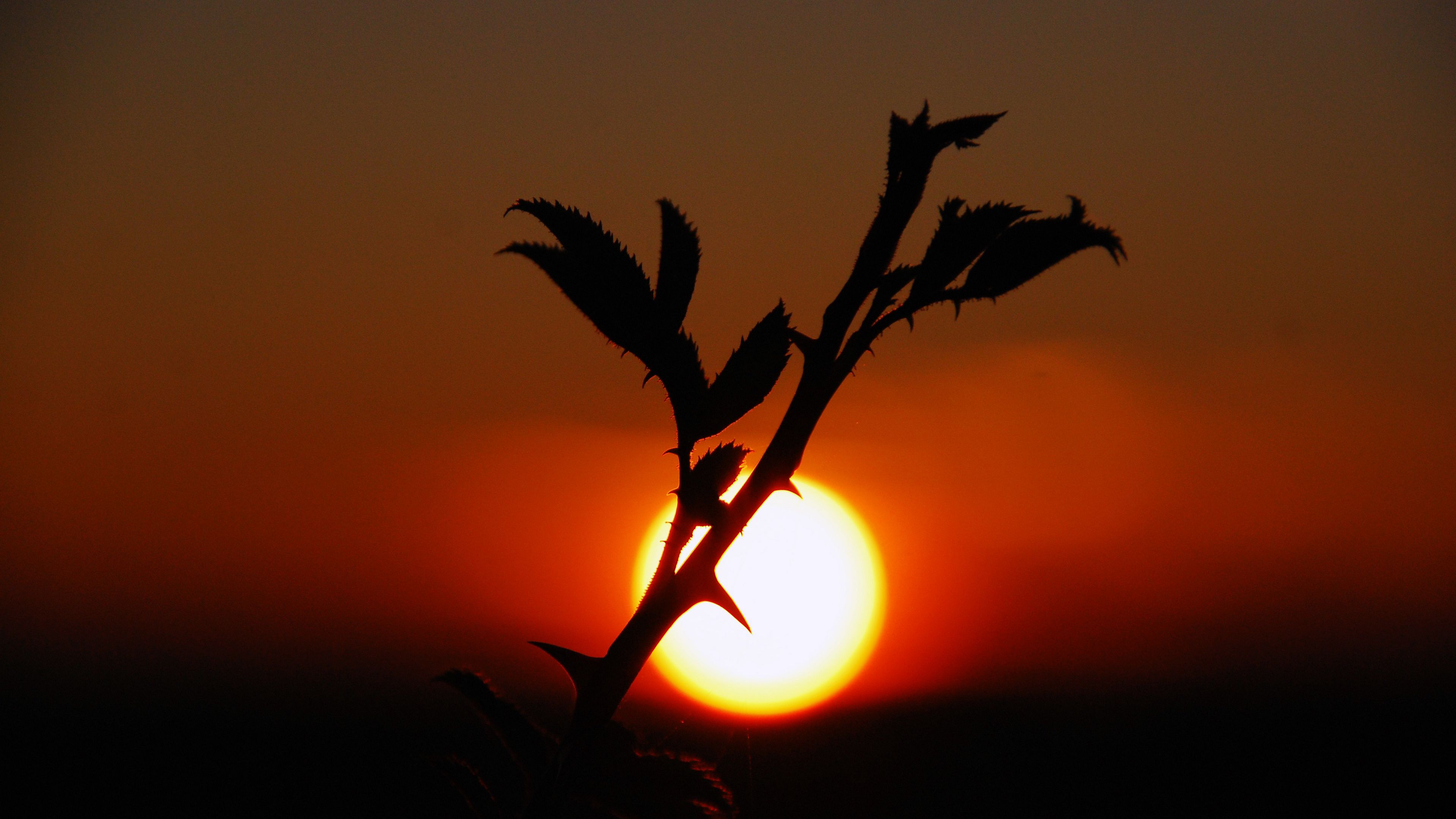 plants, sunset, nature, sky, 4k, HD Wallpaper
