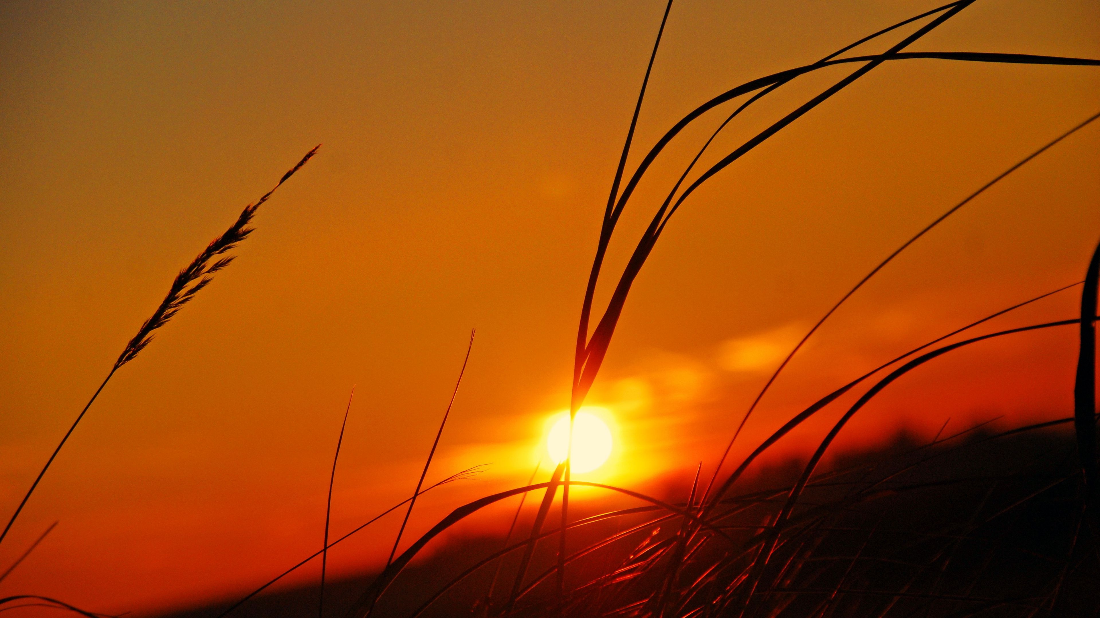 herbs, plants, sunset, sky, 4k, HD Wallpaper