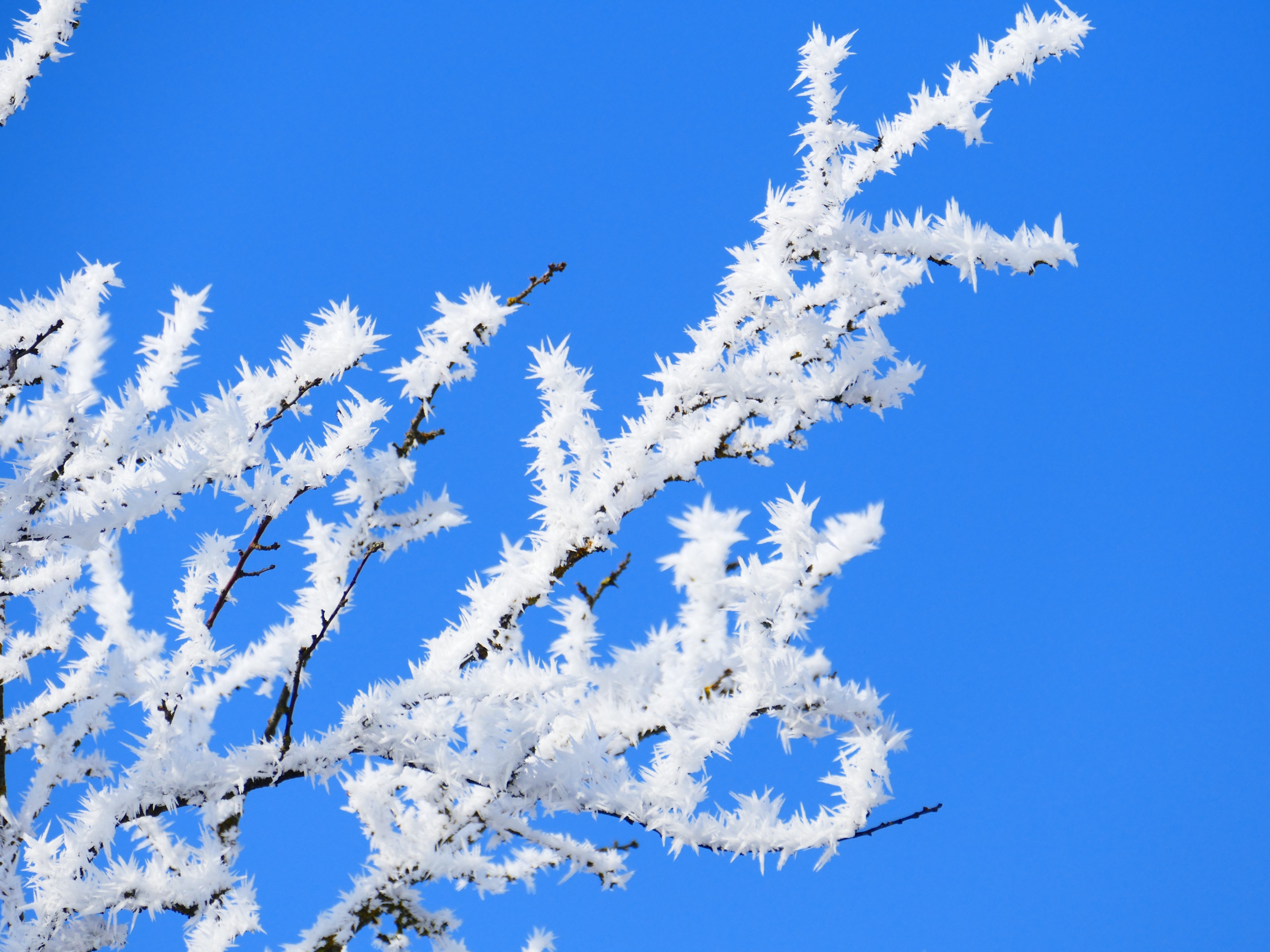 hoarfrost crystal branch sky blue frozen winter 4k, HD Wallpaper