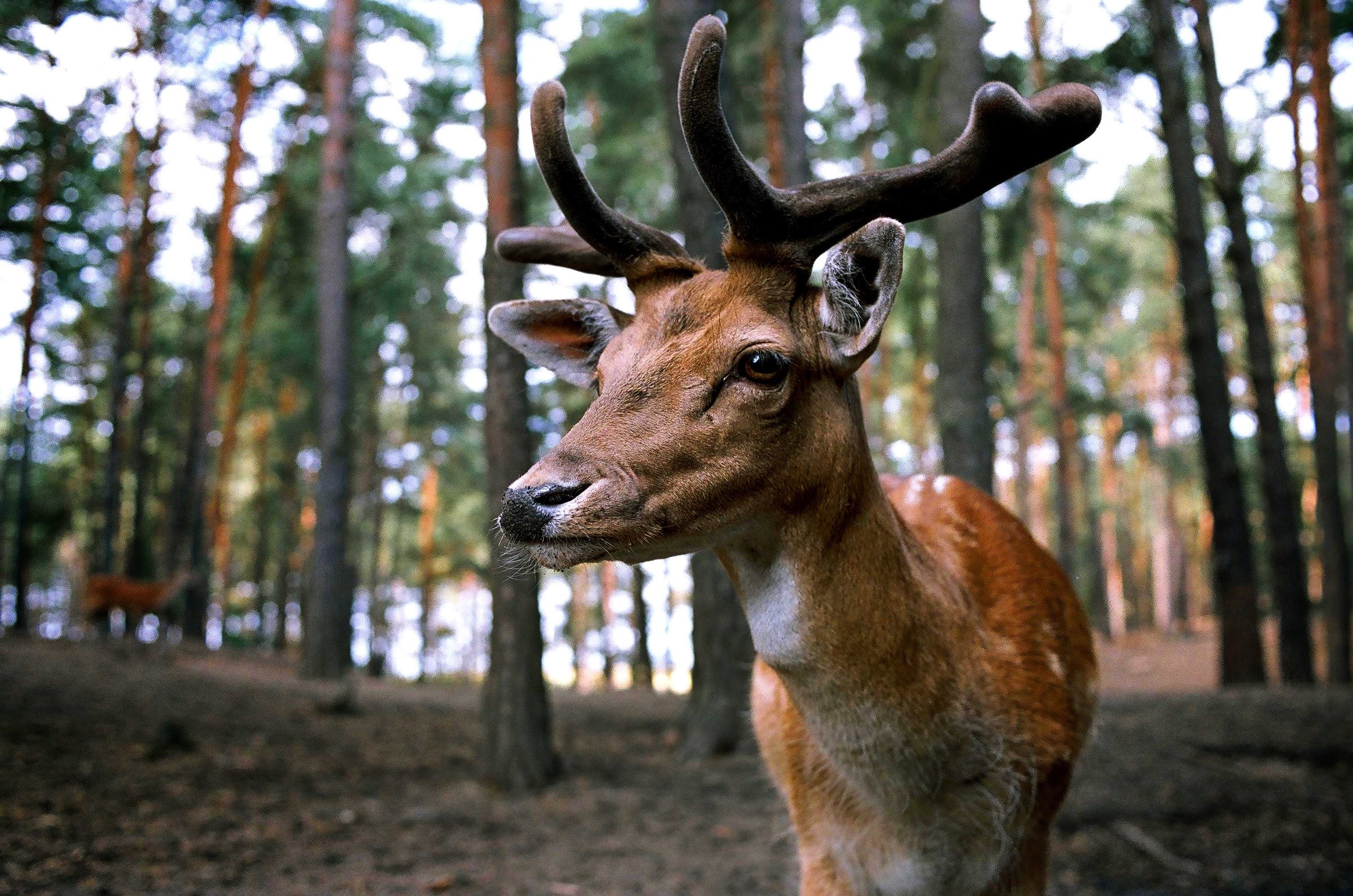 hirsch forest wild fallow deer paarhufer nature 4k, HD Wallpaper