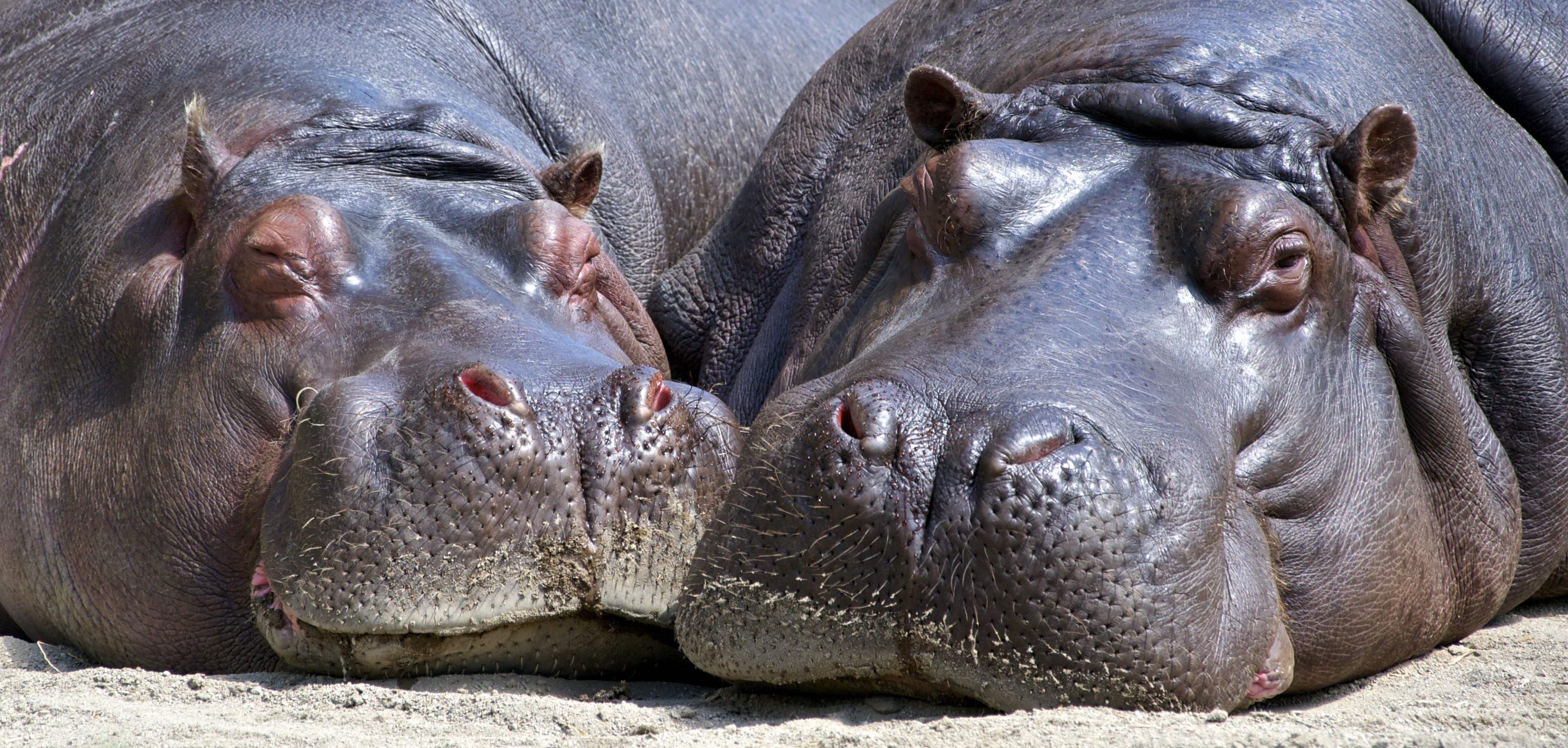 hippo mammal wildlife nature wild big head 4k, HD Wallpaper