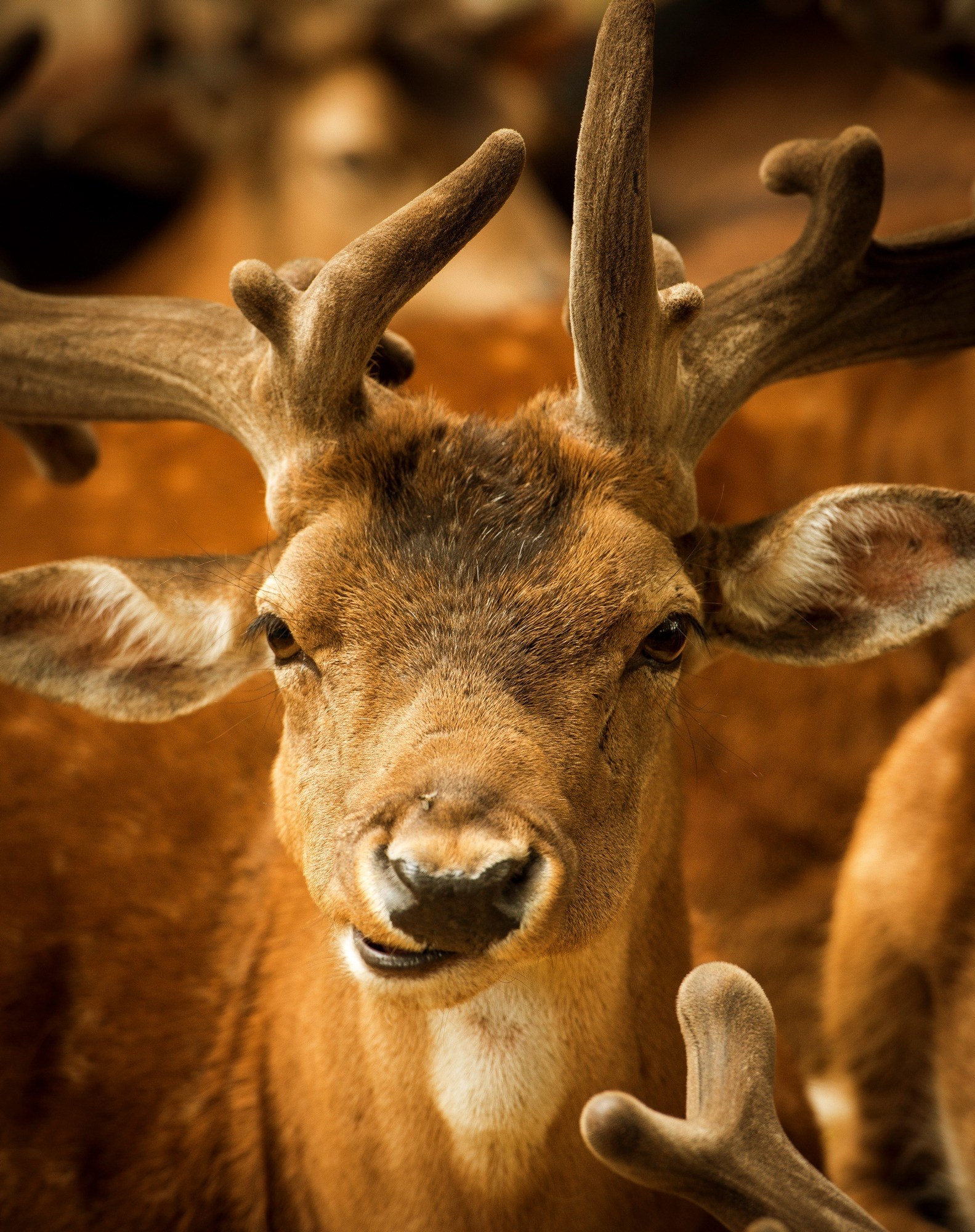 hirsch animal male animal world red deer antler 4k, Phone HD Wallpaper