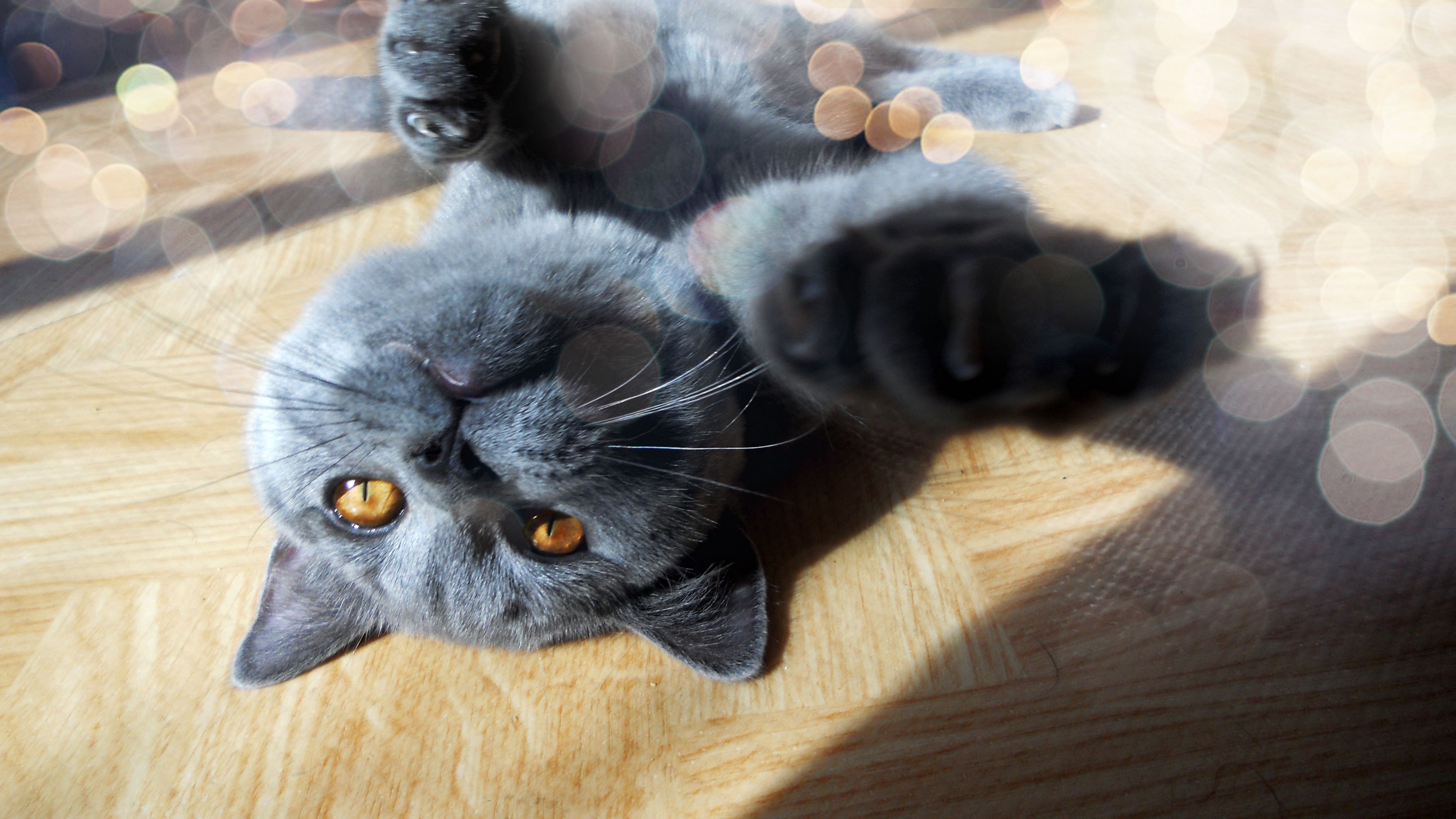 cat, muzzle, foot, playful, light, glare, 4k, HD Wallpaper