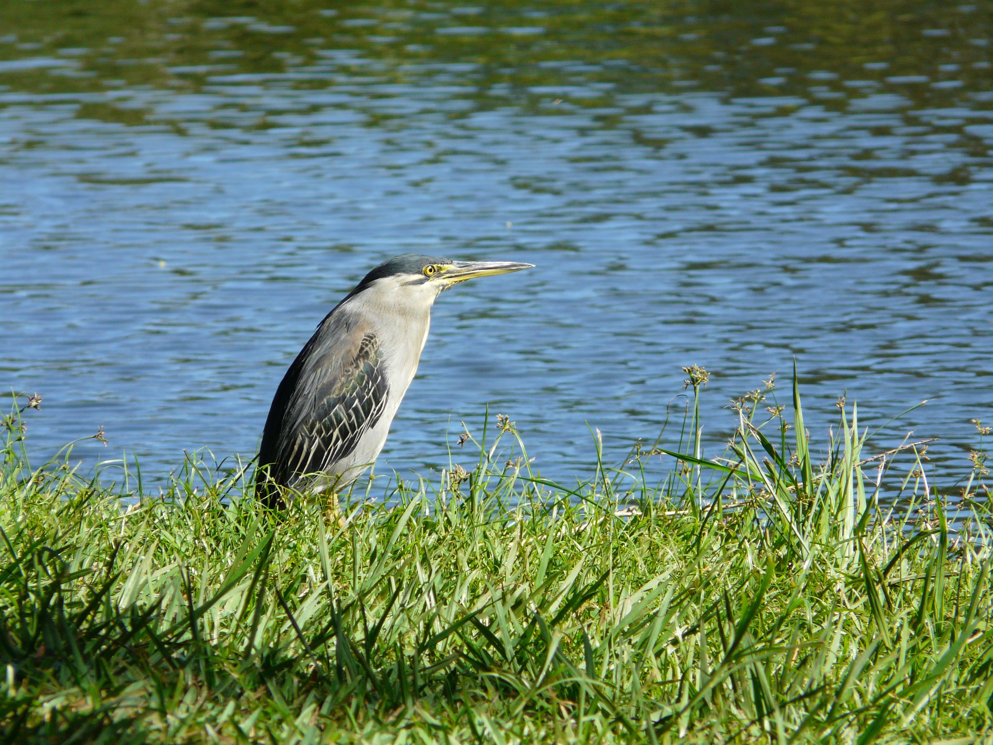 heron waters edge mauritius animal nature 4k, HD Wallpaper