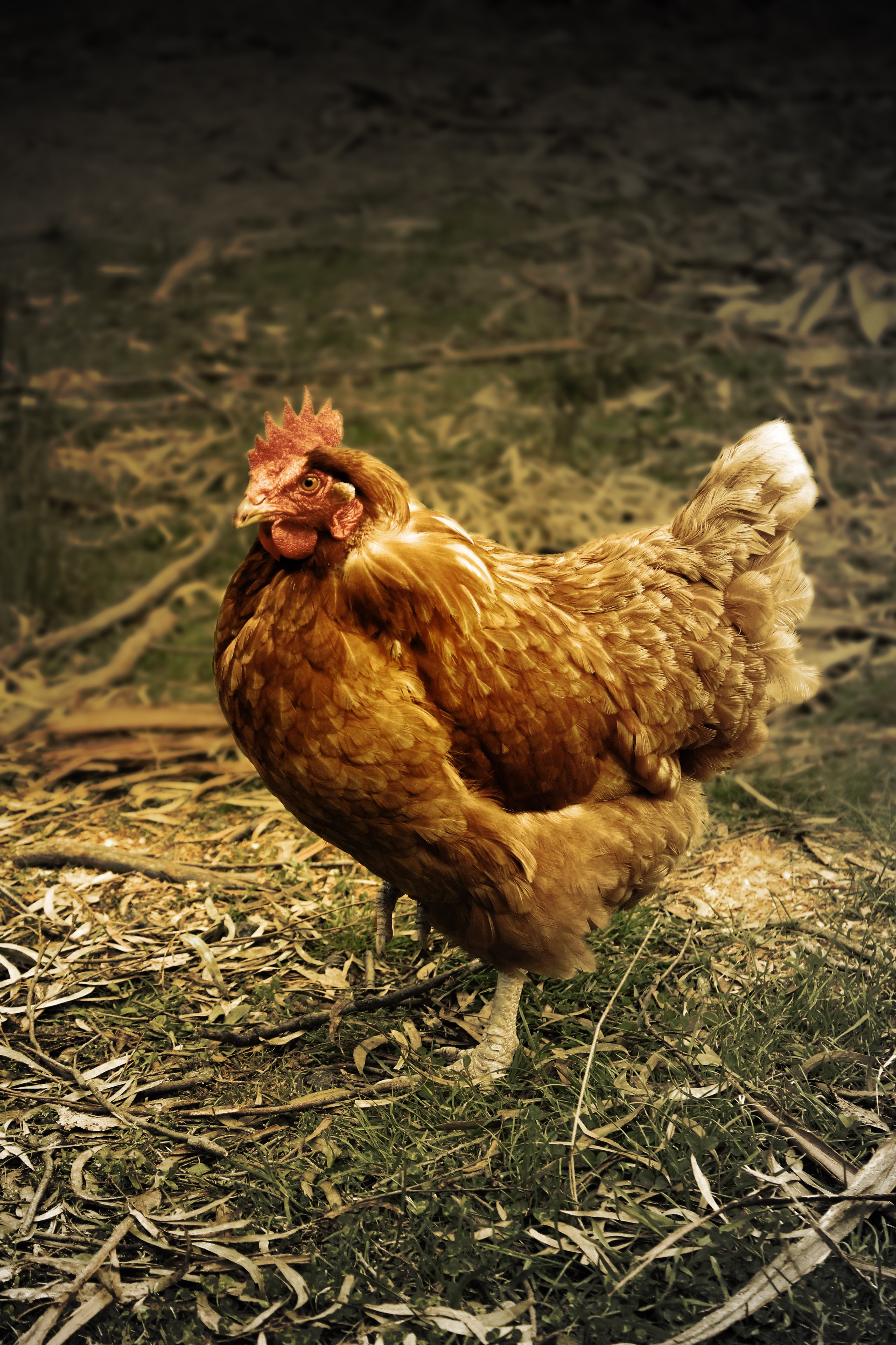 hen farmyard farm bird nature isolated poultry 4k, Phone HD Wallpaper