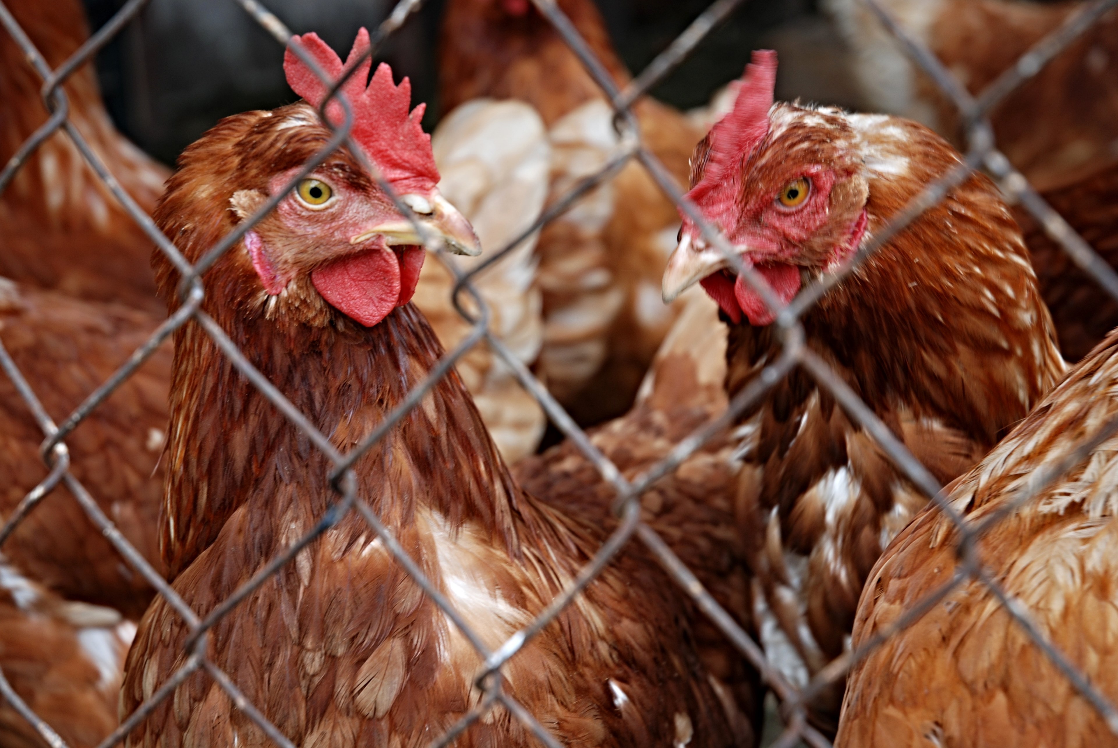 hen pets poultry brown mesh 4k, HD Wallpaper