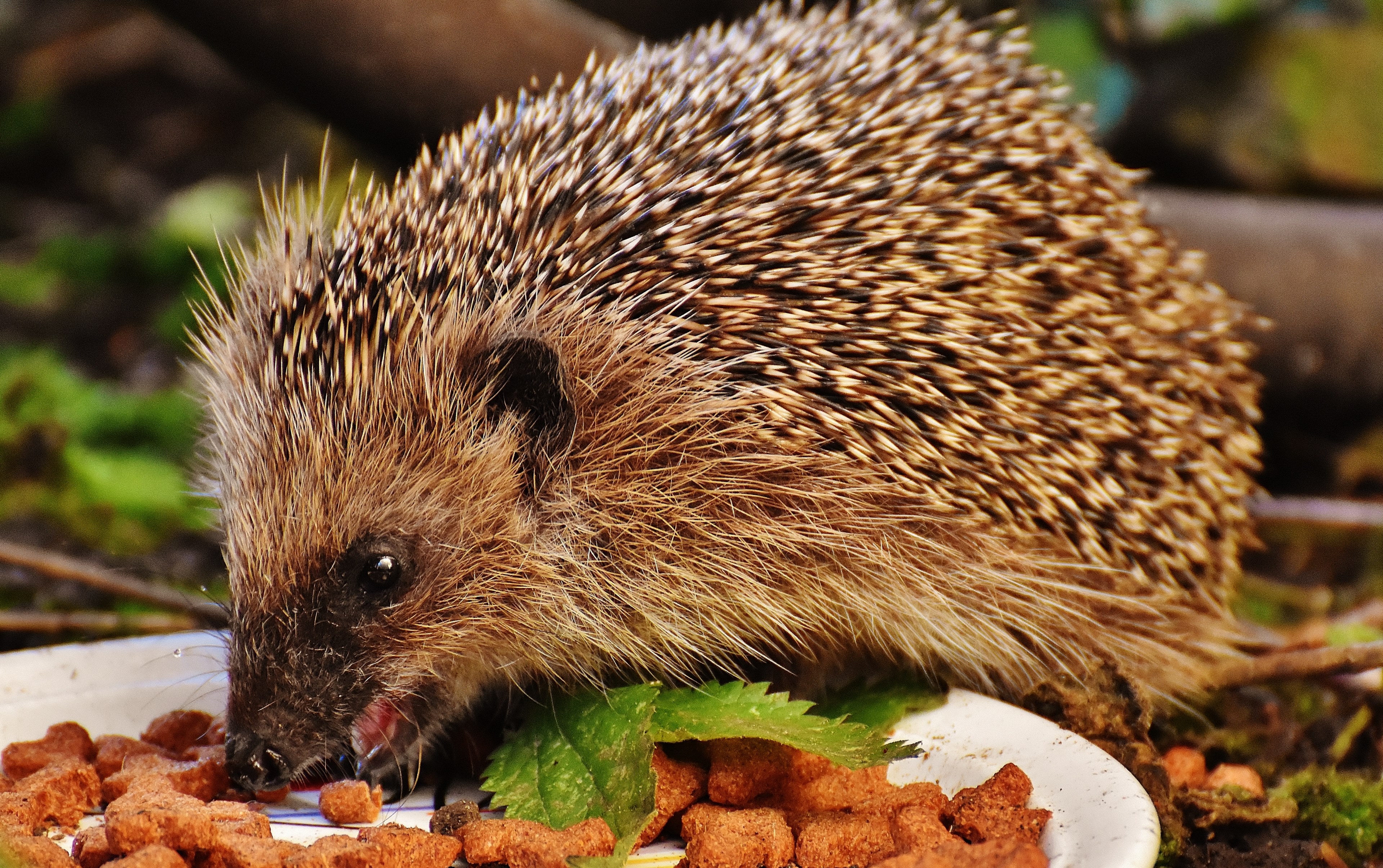 hedgehog child young hedgehog hedgehog animal spur 4k, HD Wallpaper