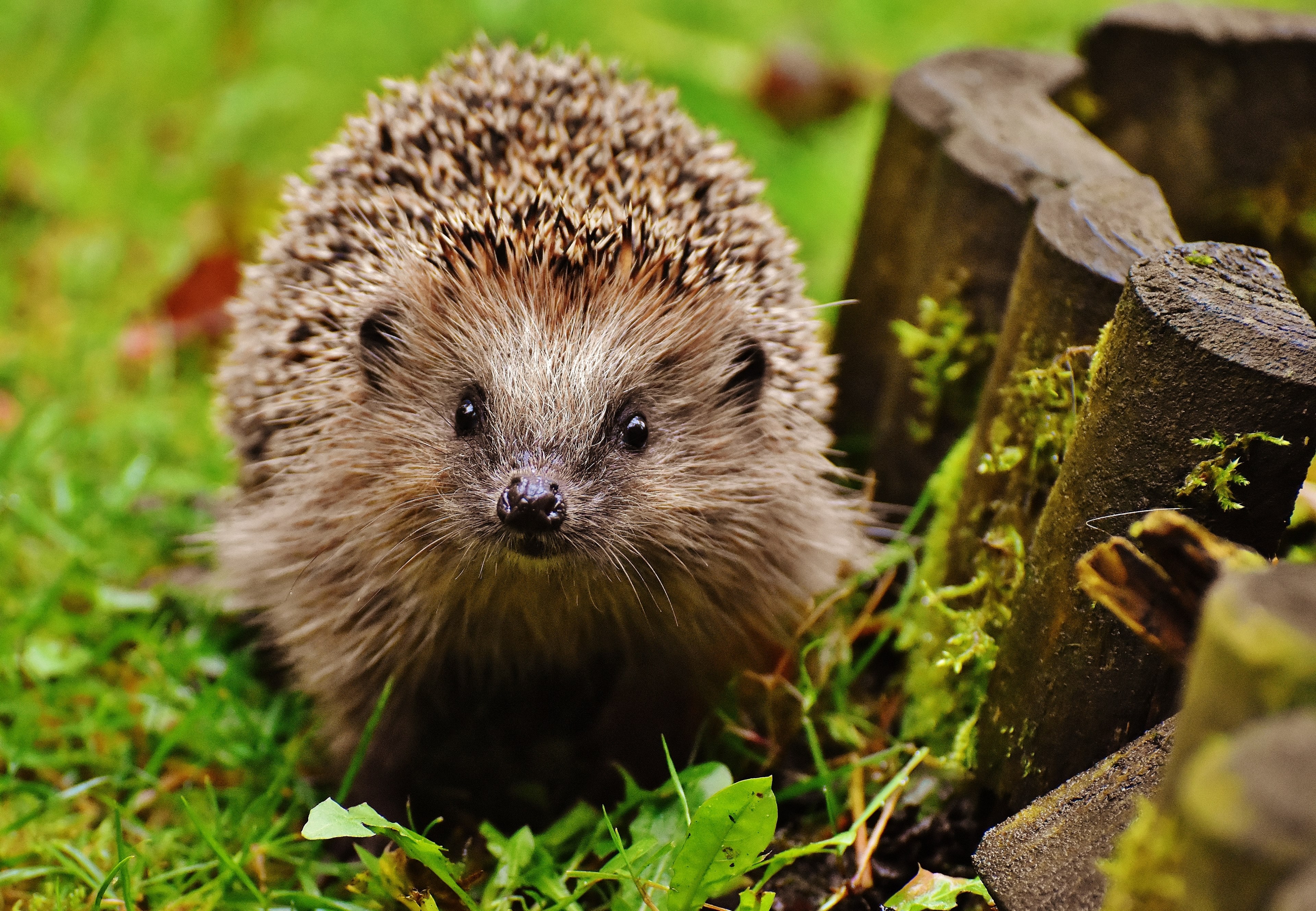 hedgehog child young hedgehog hedgehog animal spur 4k, HD Wallpaper