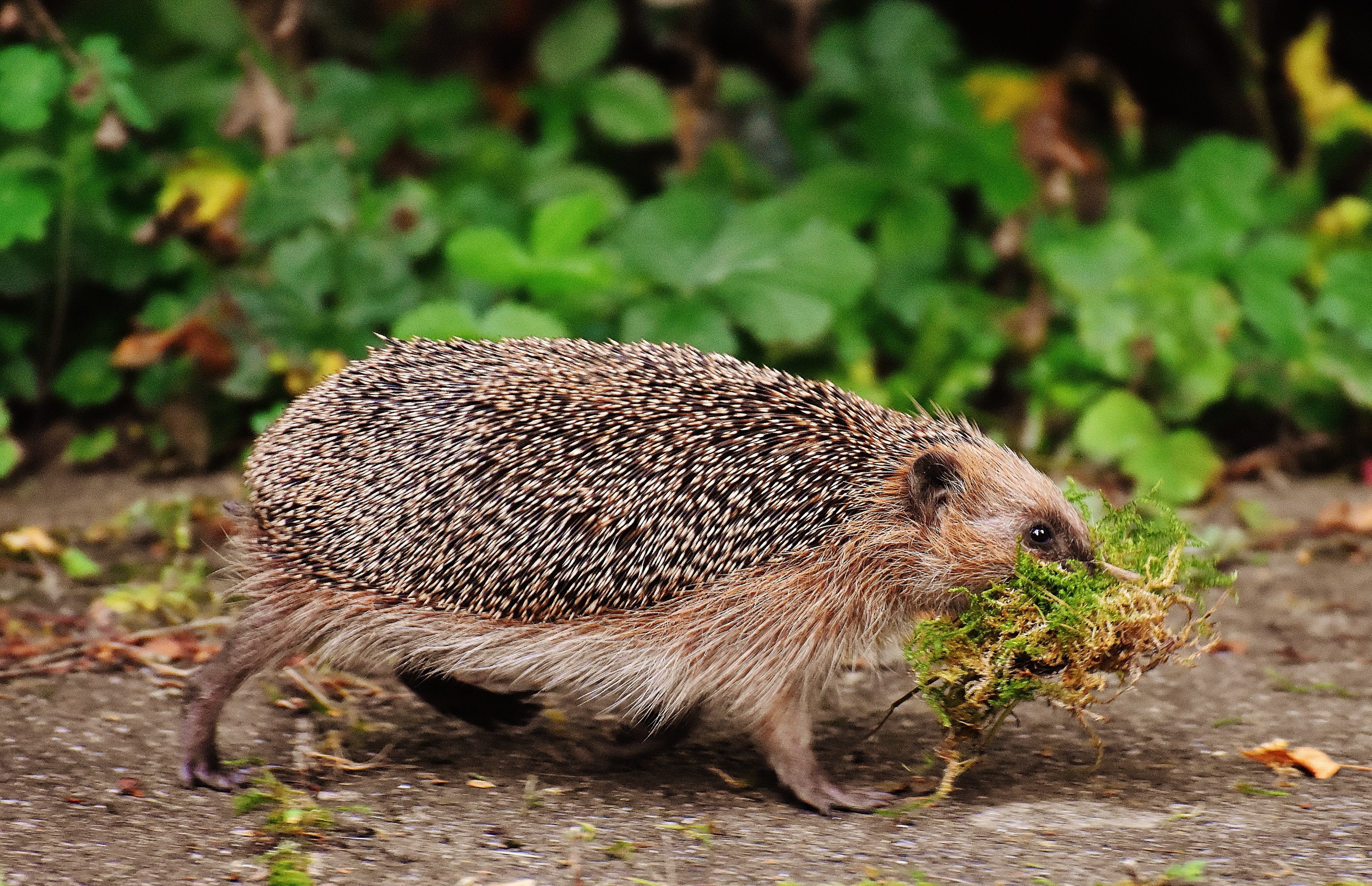 hedgehog hard working build shelter animals spur 4k, HD Wallpaper