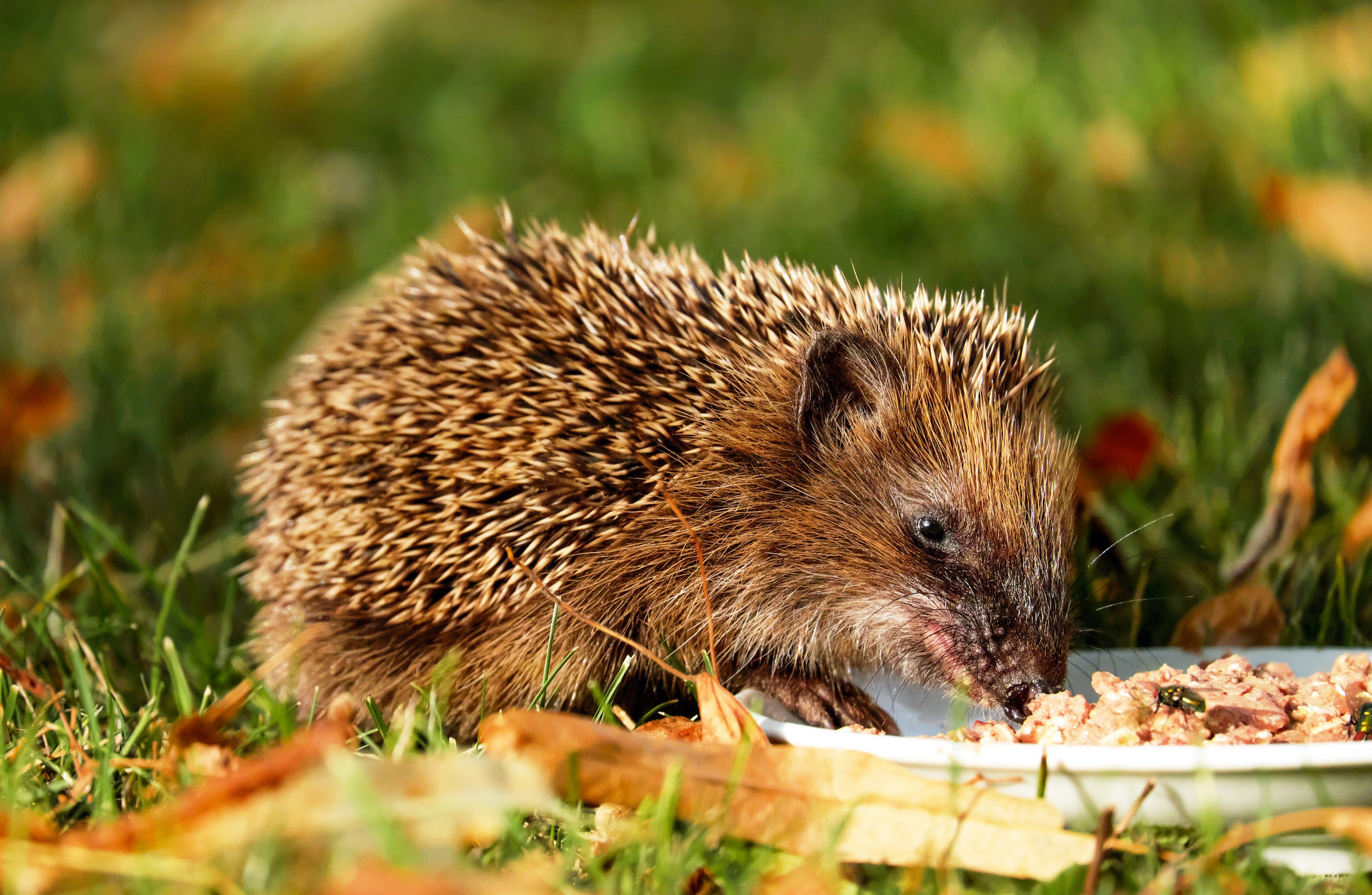 hedgehog animal hannah young meal garden 4k, HD Wallpaper
