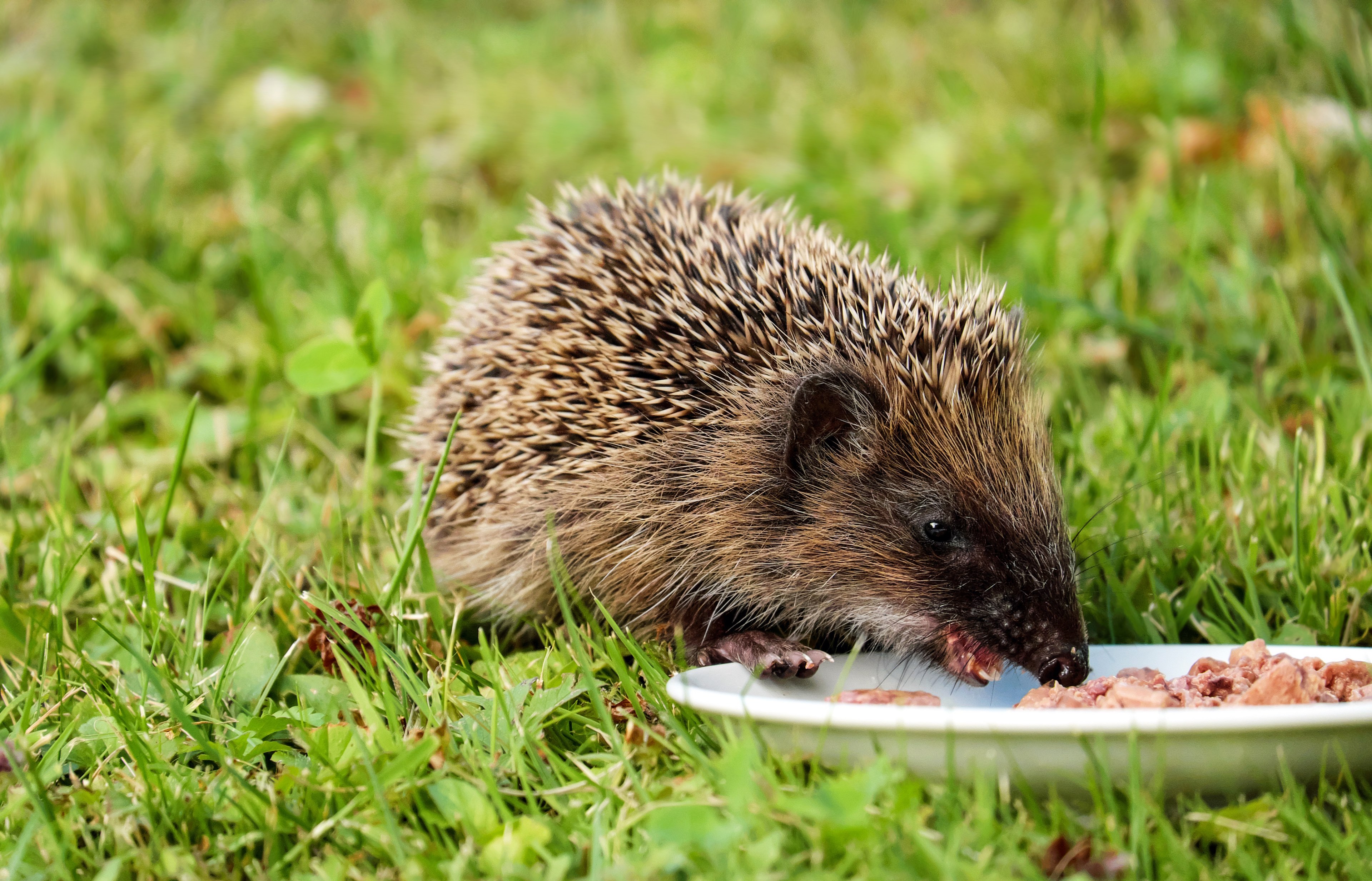 hedgehog animal mammal hannah young meal 4k, HD Wallpaper