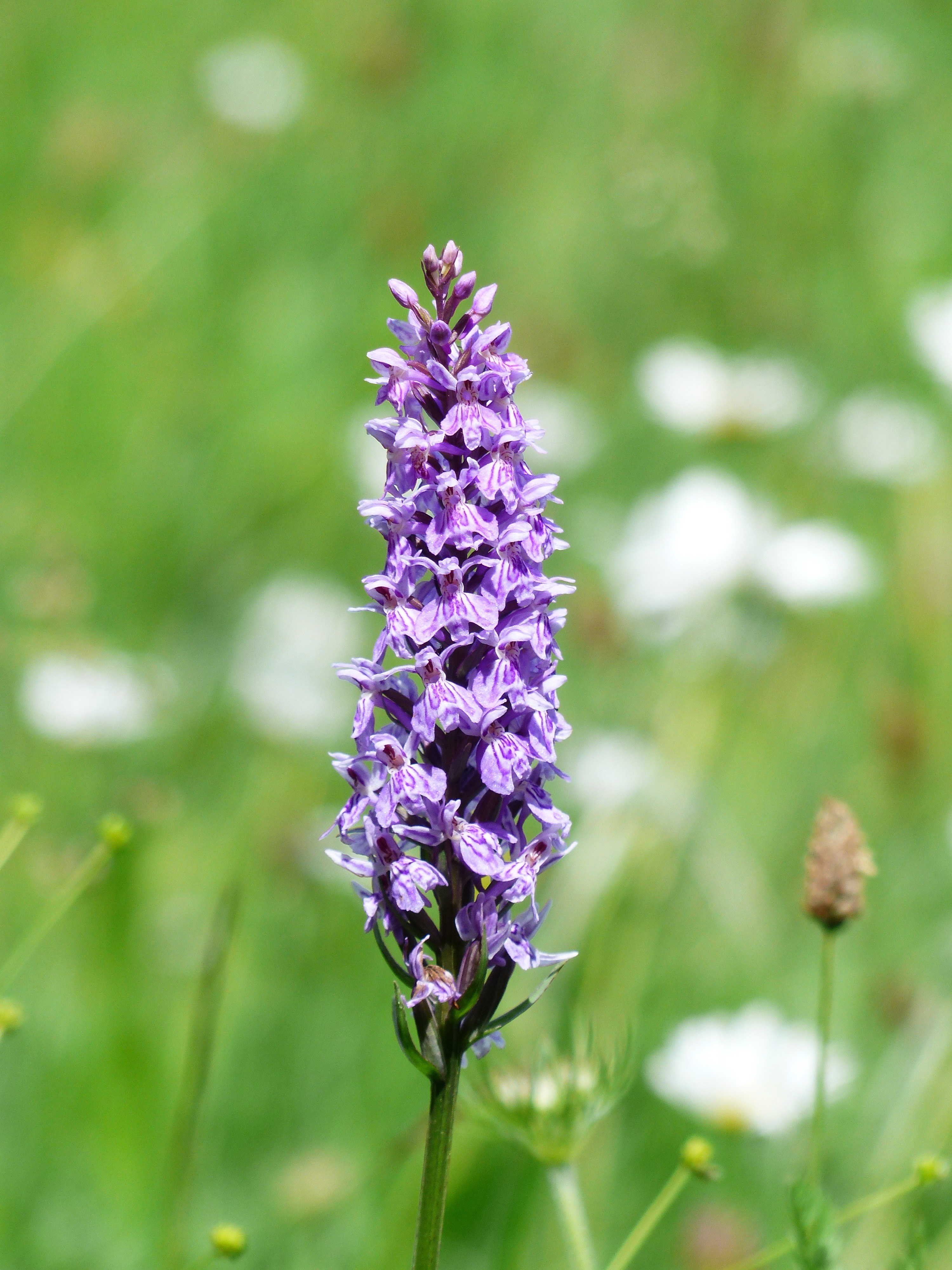 heath spotted orchid orchid flower blossom bloom 4k, Phone HD Wallpaper