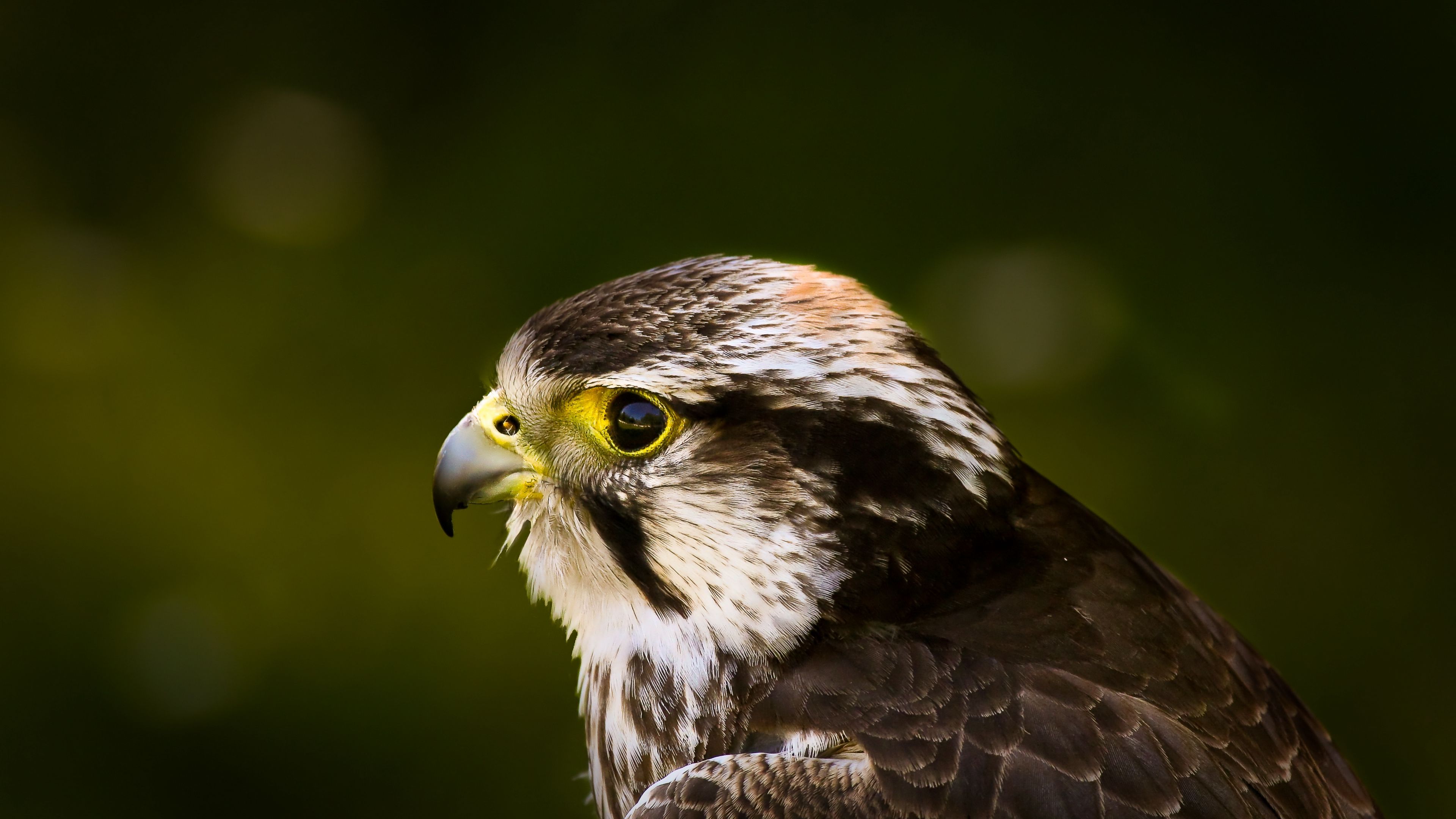 hawk, bird, glare, background, beak, predator, 4k, HD Wallpaper