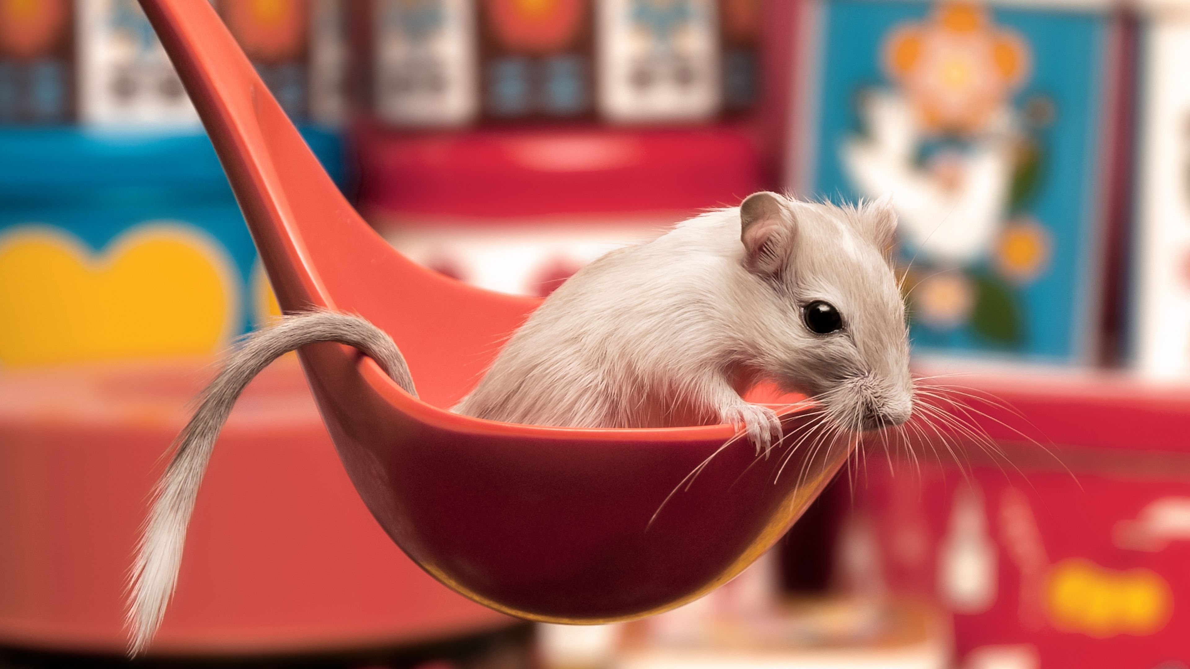 mouse, ladle, sitting, spoon, curiosity, 4k, HD Wallpaper