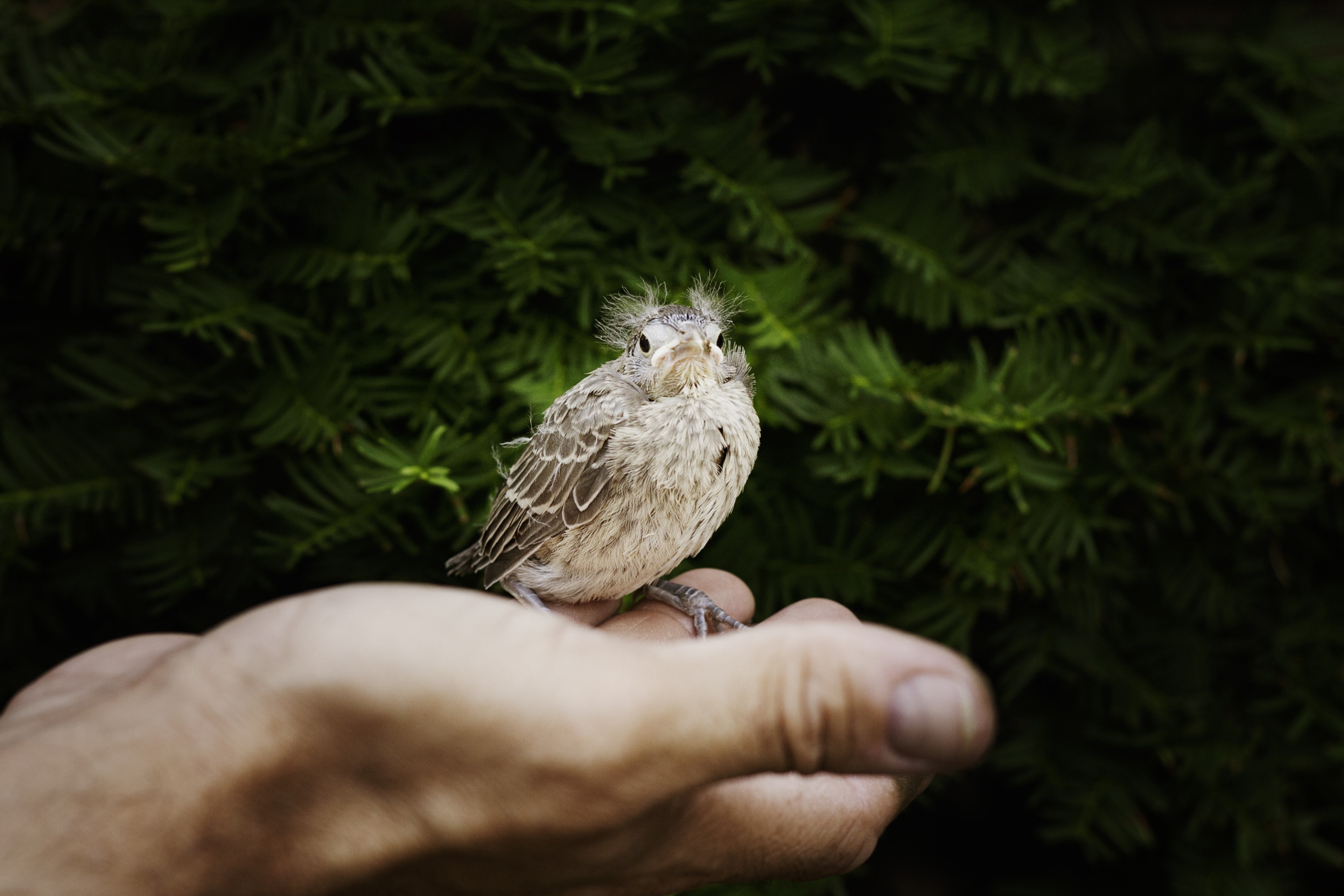 hand baby cardinal cardinal bird fly wings 4k, HD Wallpaper