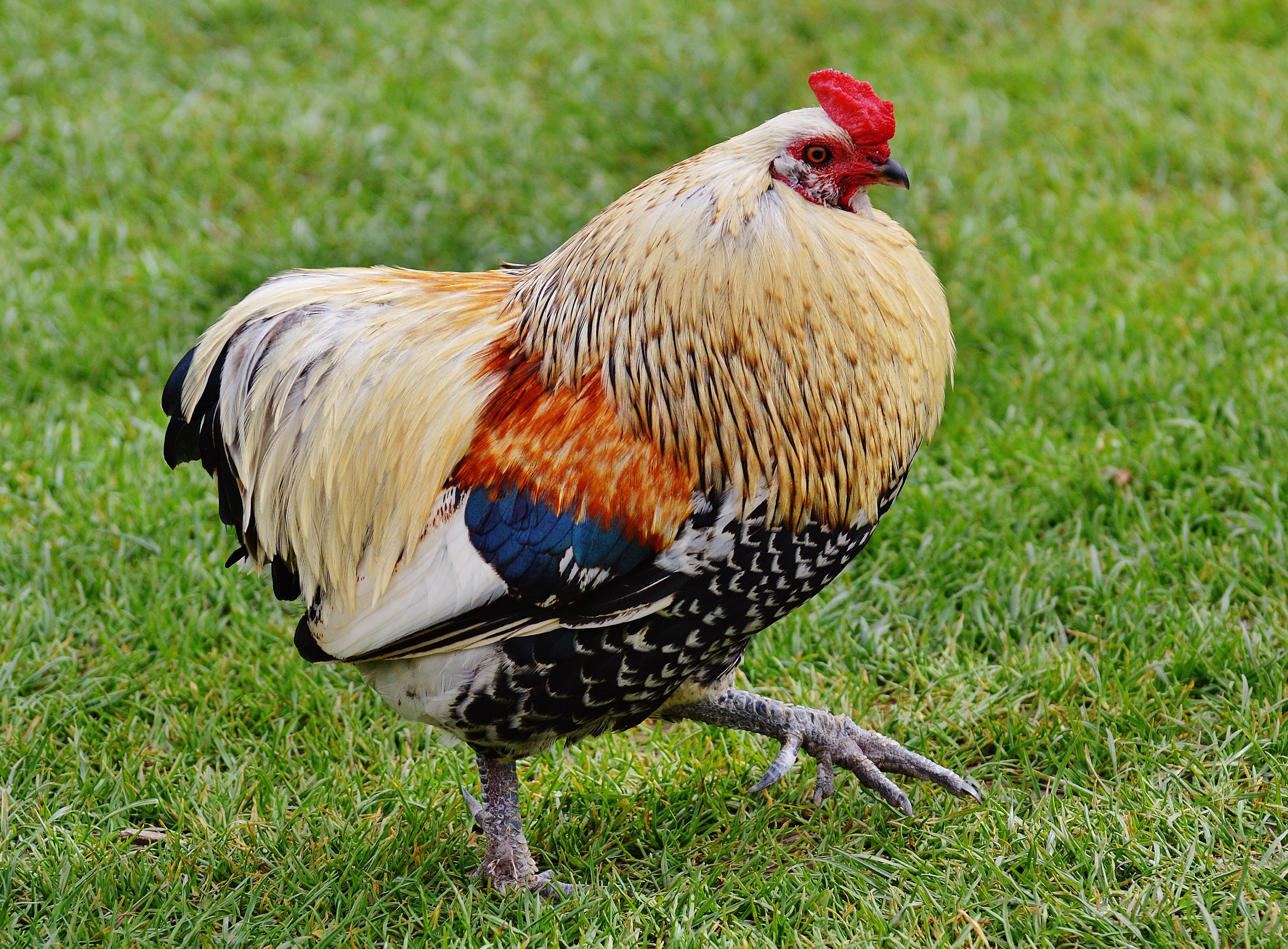 hahn wildpark poing pride bill beautiful feather 4k, HD Wallpaper