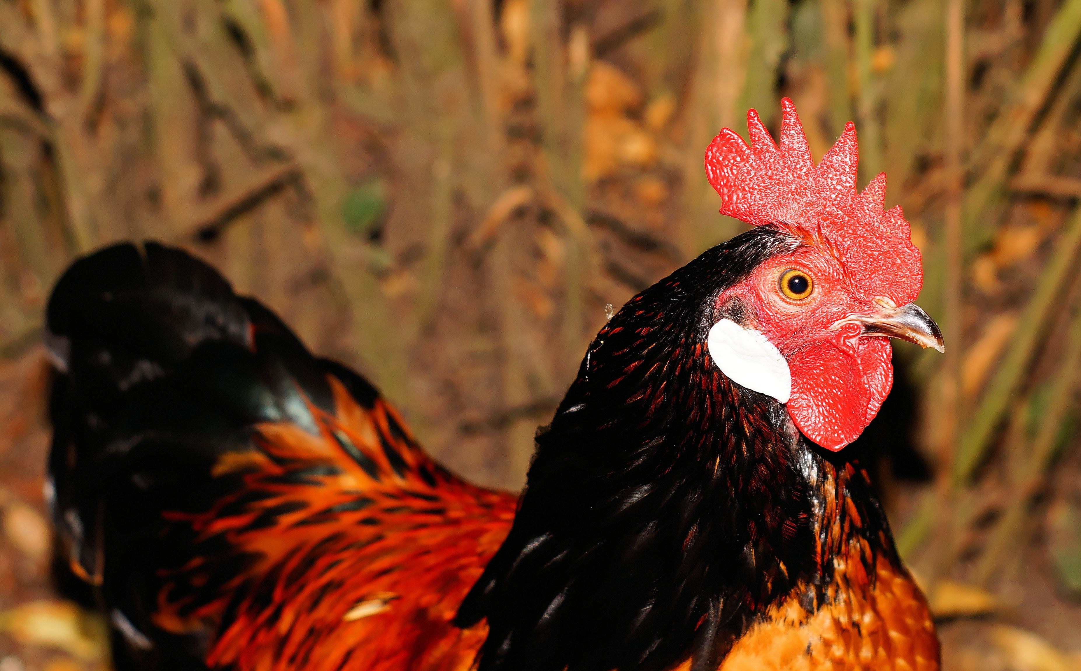 hahn domestic chicken pride red ridge 4k, HD Wallpaper