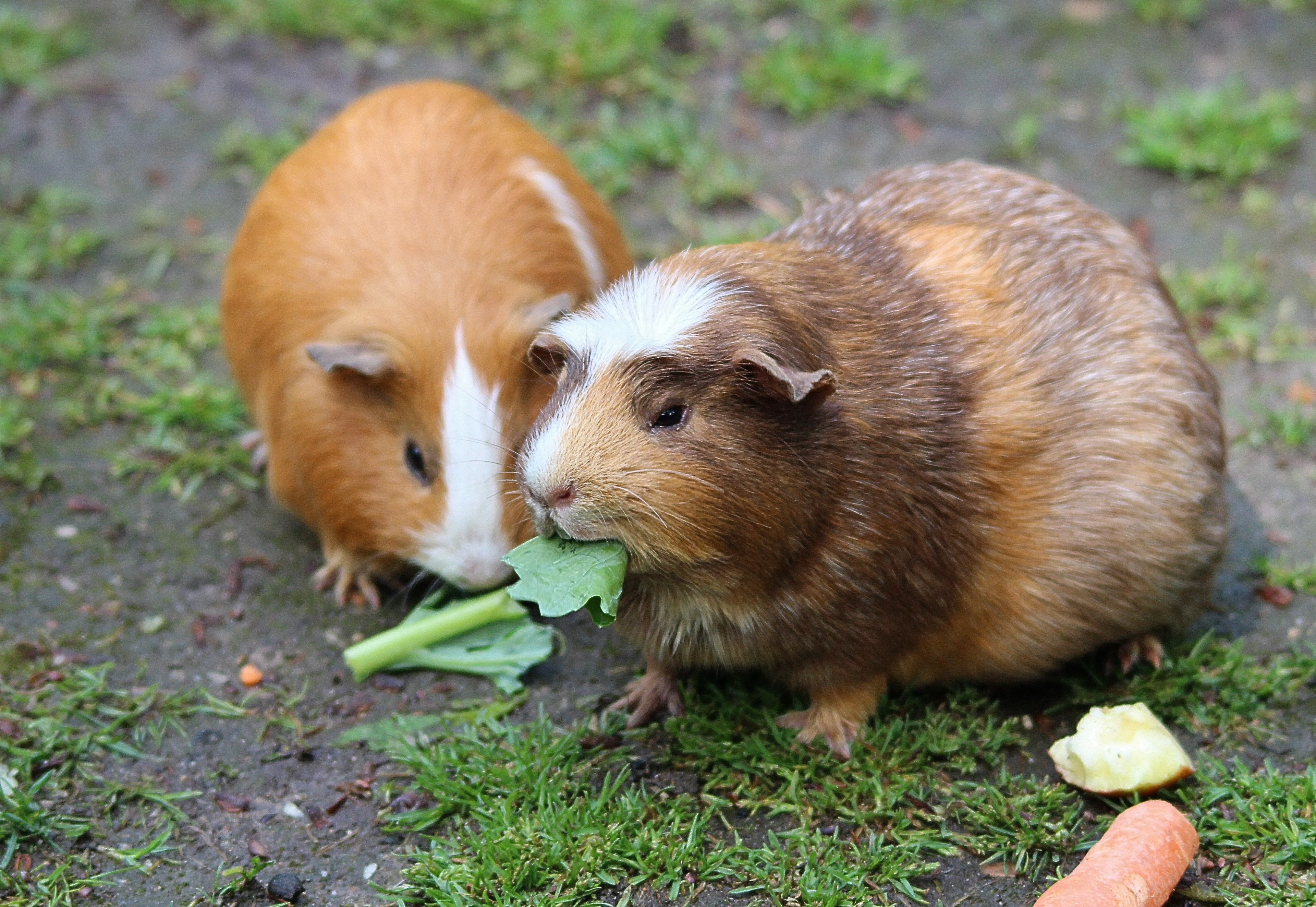 guinea pig guinea pig house cavia porcellus form 4k, HD Wallpaper