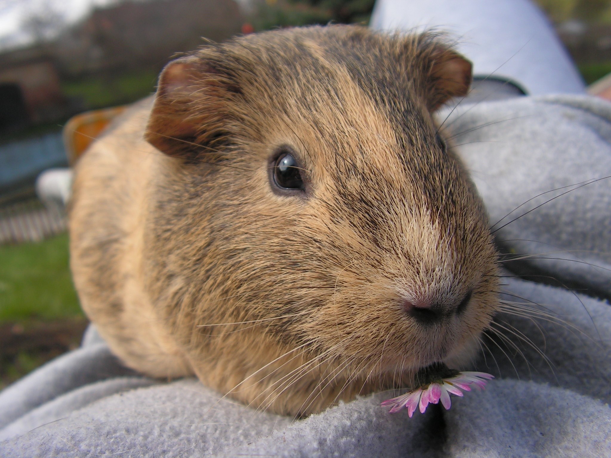 guinea pig female agouti portrait mammal 4k, HD Wallpaper
