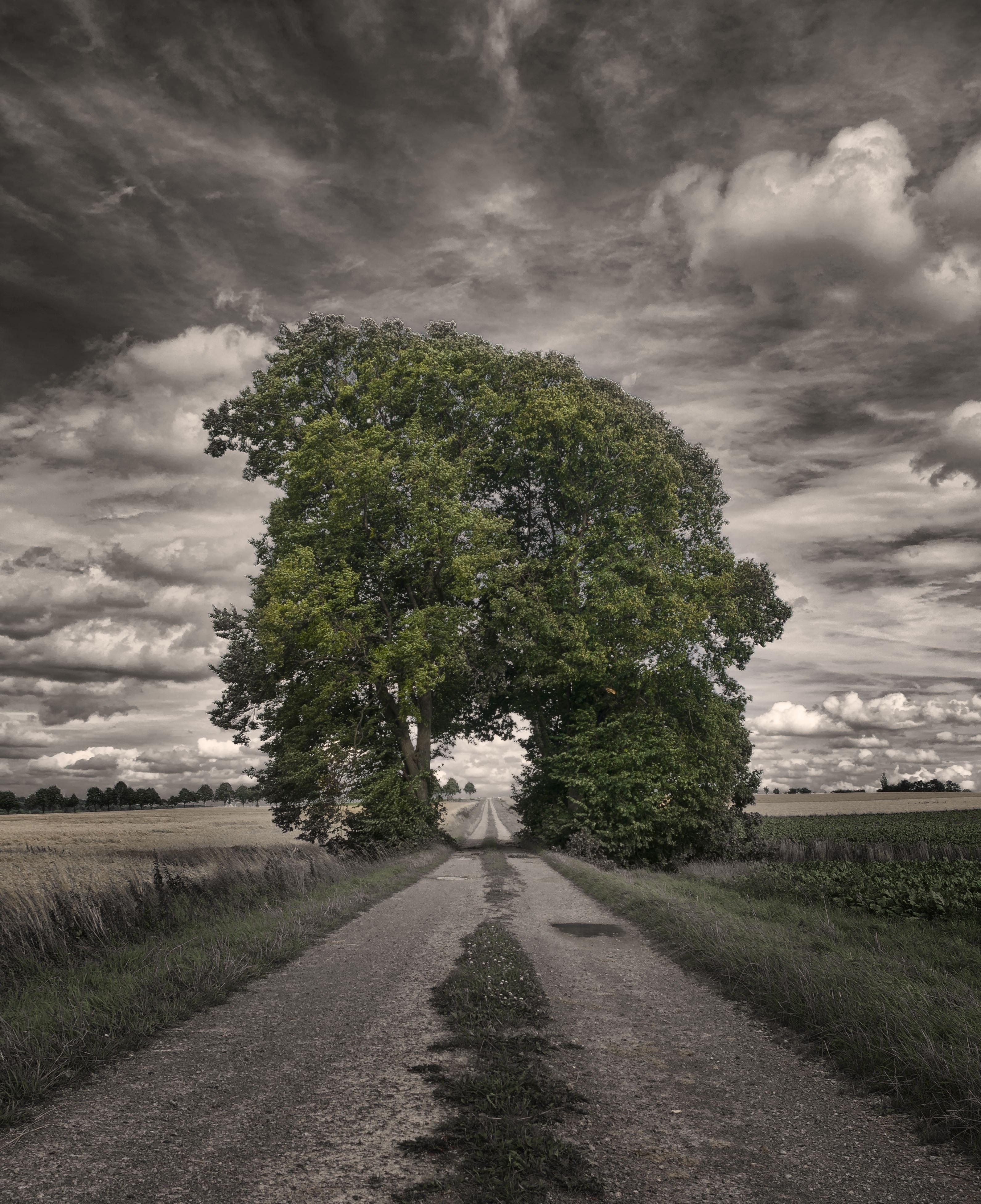 grove of trees away mood landscape dramatic 4k, Phone HD Wallpaper