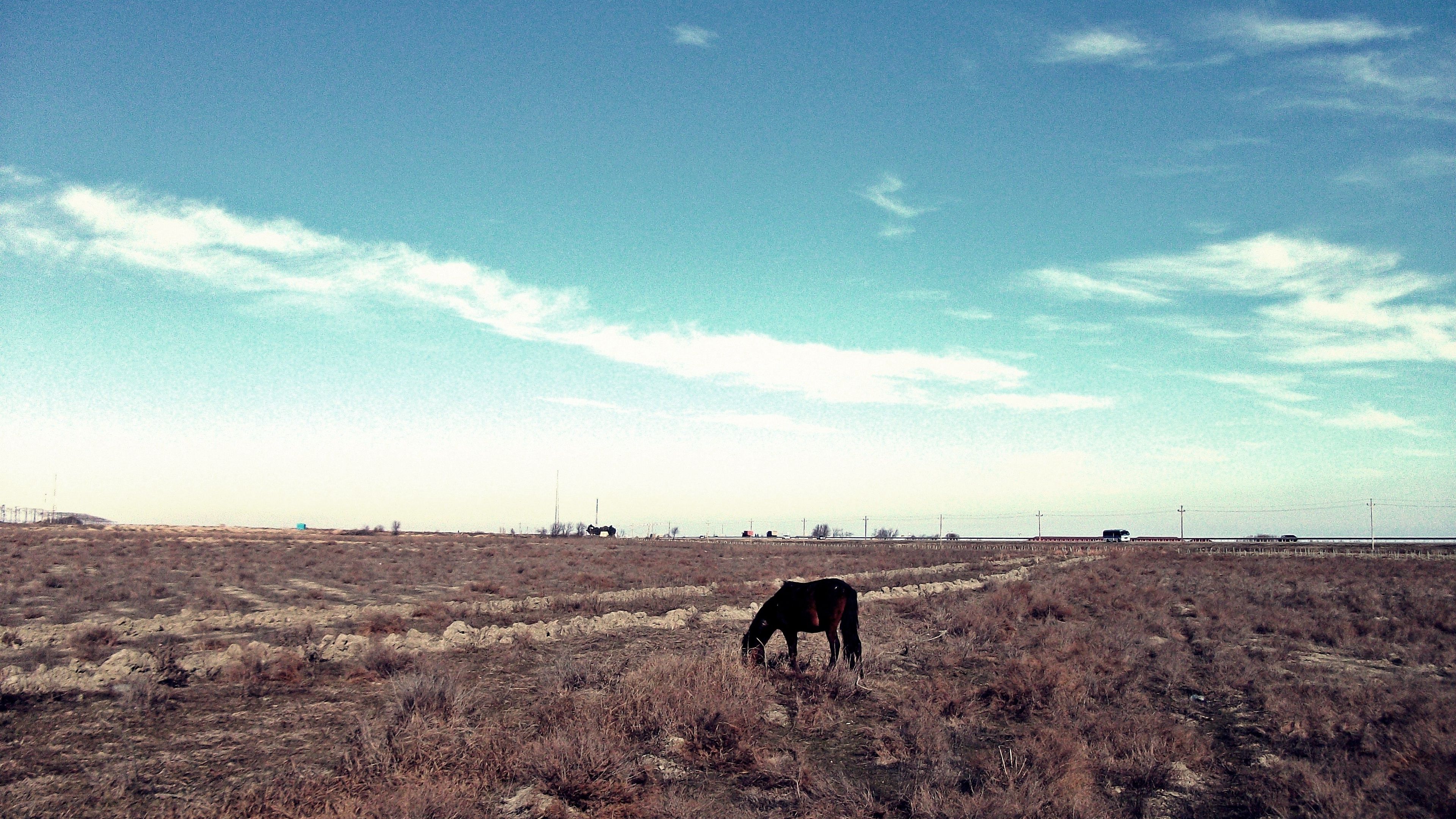 horse, steppe, pasture, lonely, bushes, sky, grass, faded, 4k, HD Wallpaper