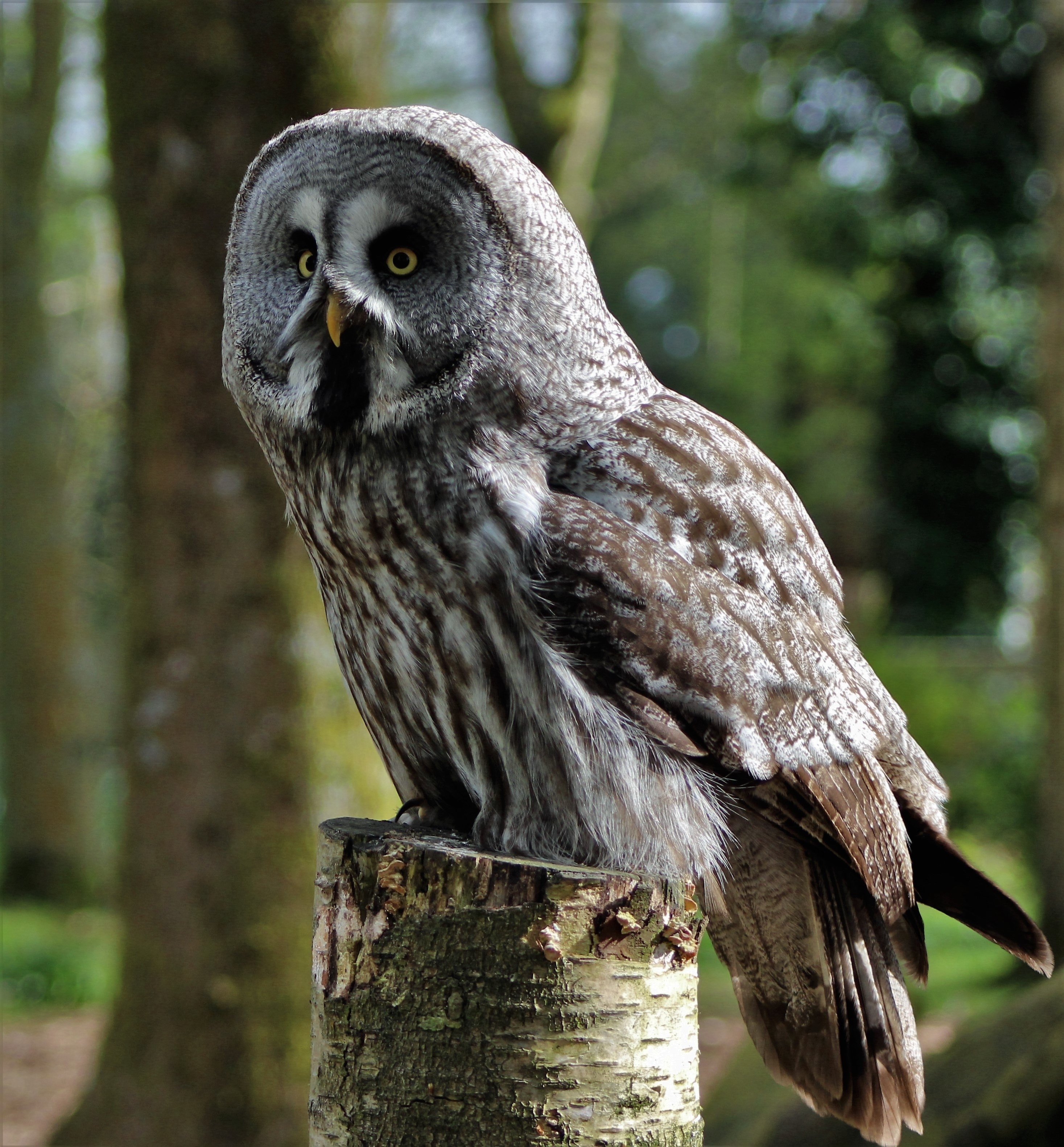 grey owl large owl owl bird animal nature 4k, Phone HD Wallpaper