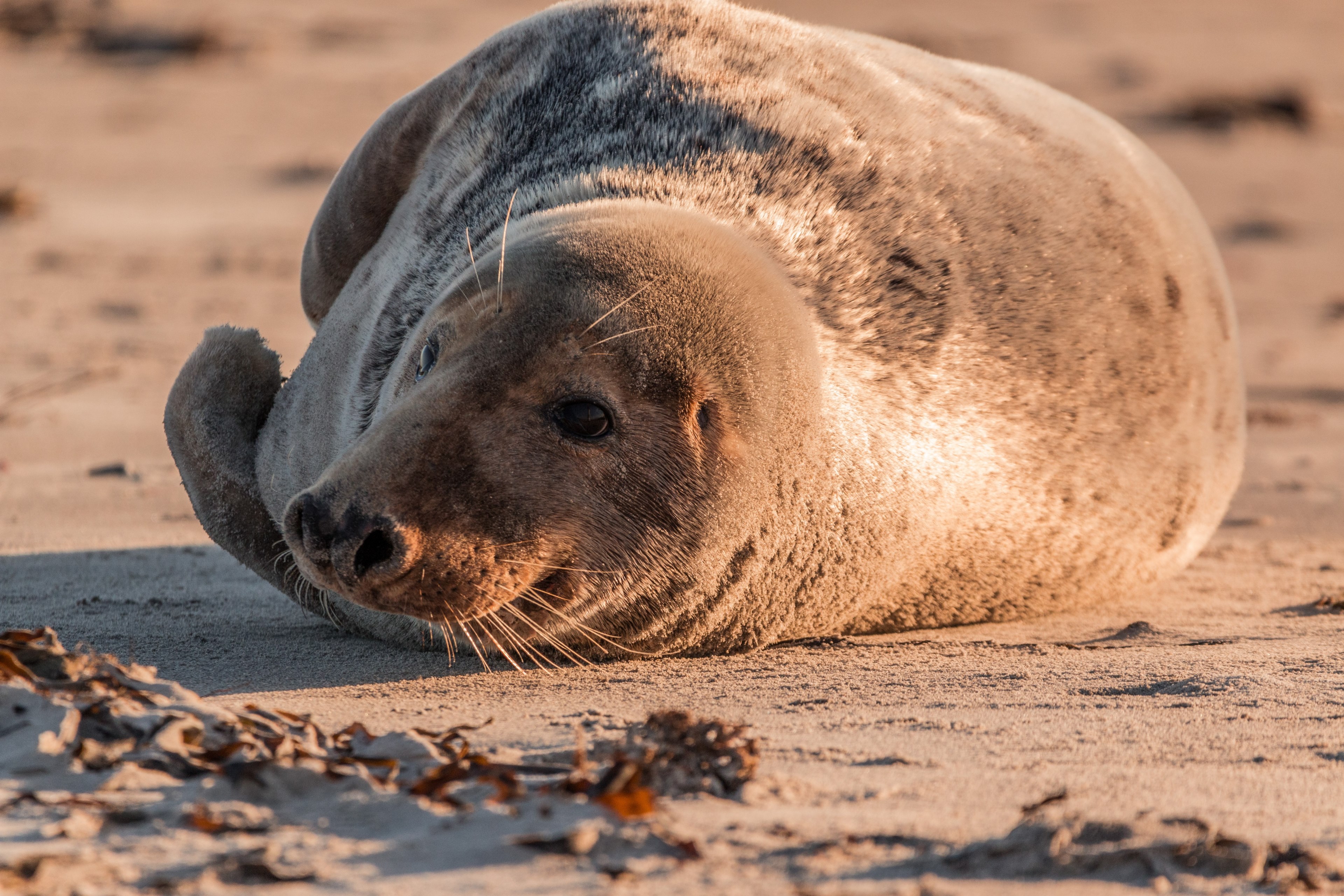 grey seal robbe halichoerus grypus beach dune 4k, HD Wallpaper