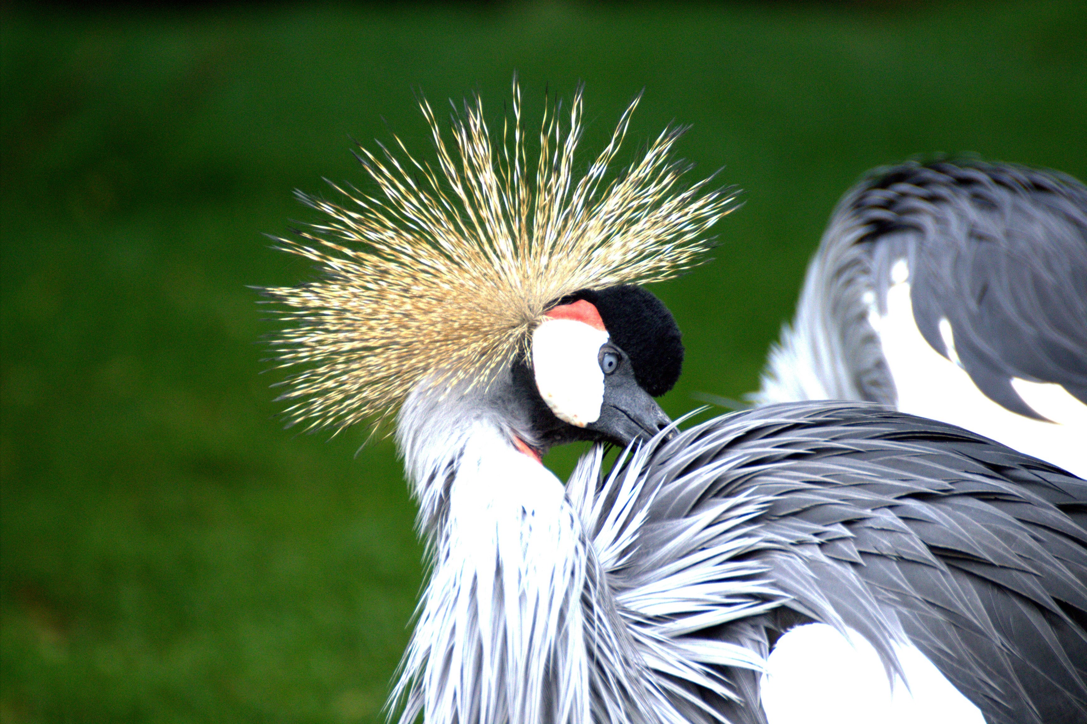 grey crowned crane eastern crowned crane crane 4k, HD Wallpaper