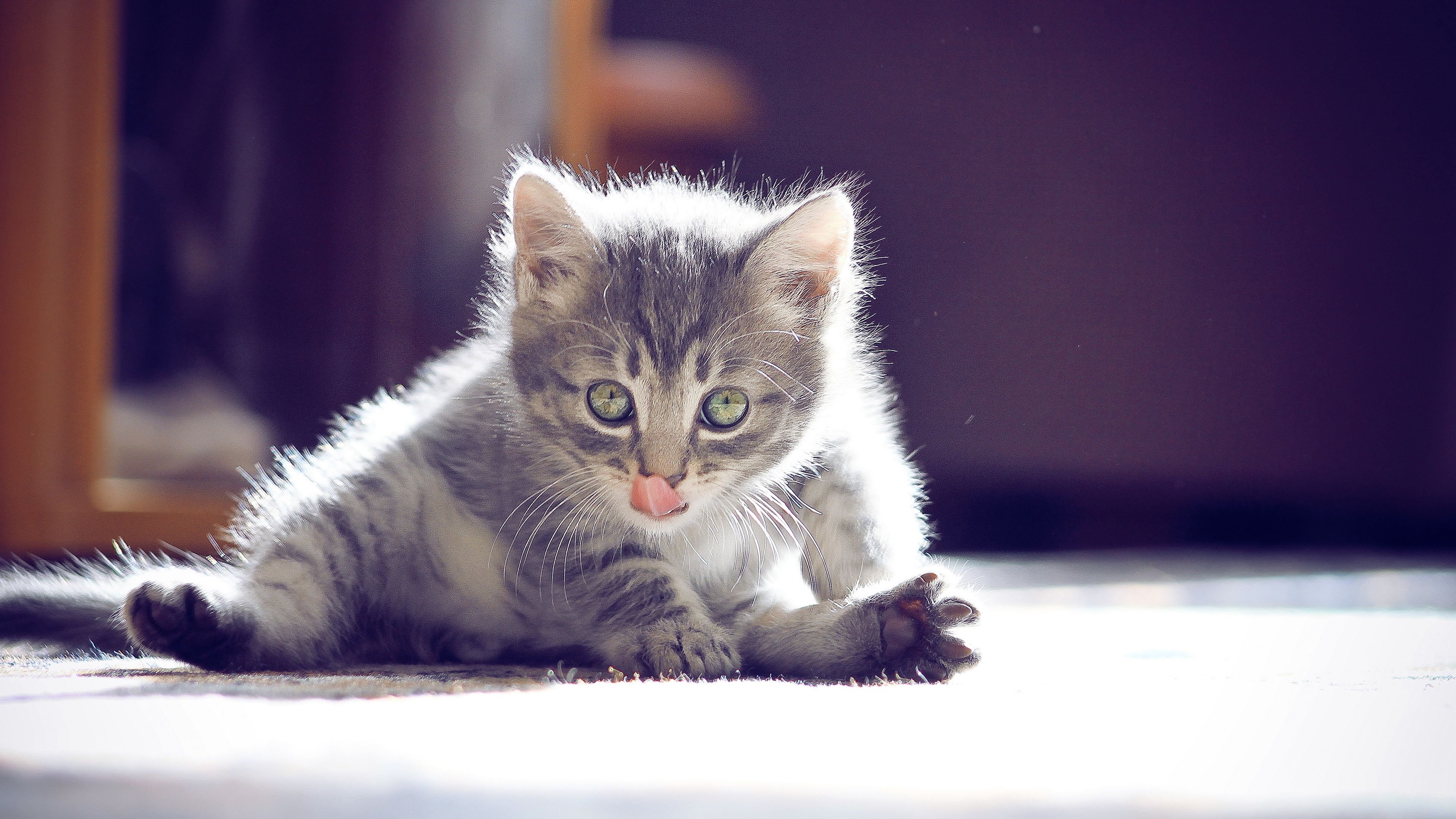 kitten, muzzle, tongue, sitting, cute, 4k, HD Wallpaper