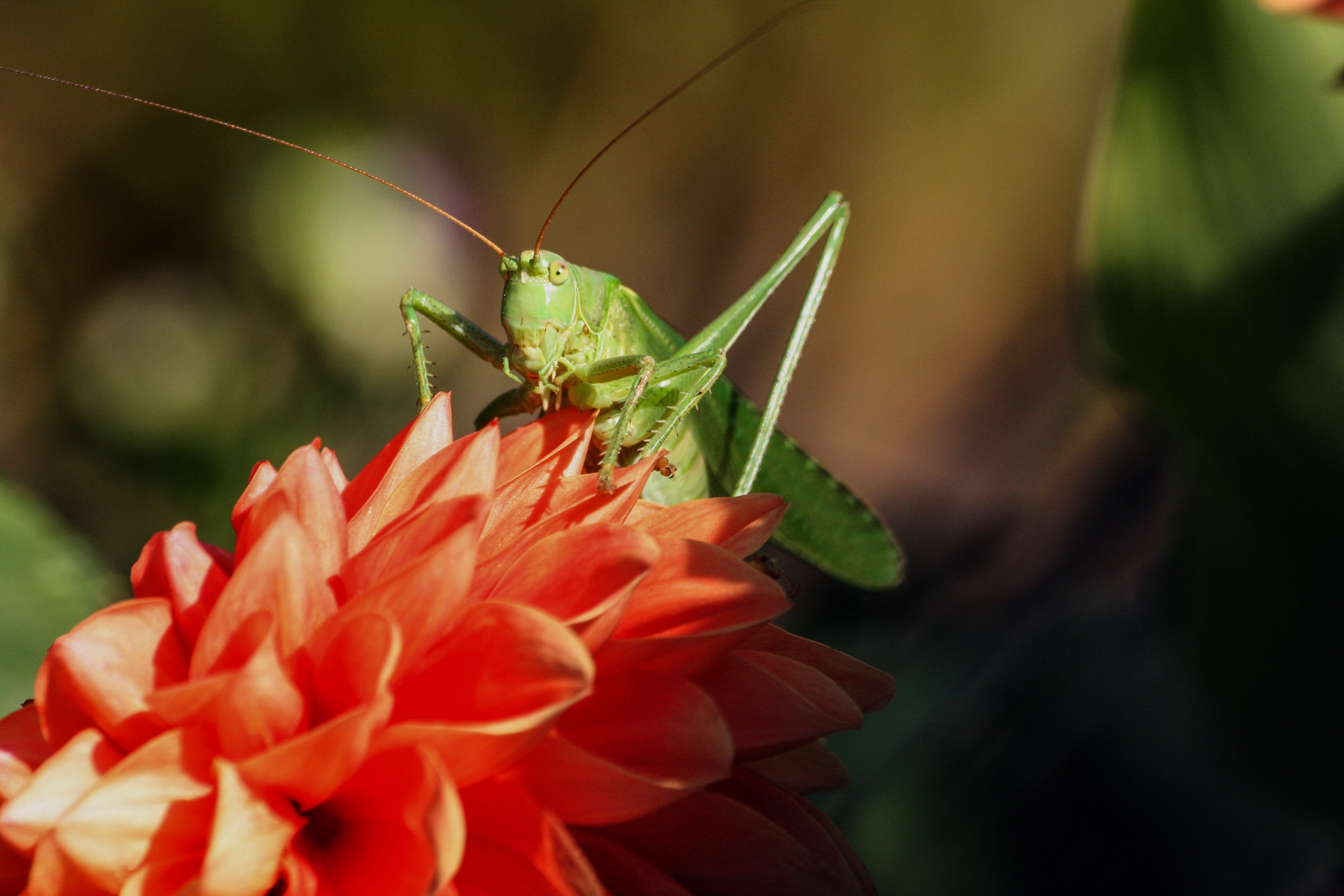 grasshopper insect viridissima nature 4k, HD Wallpaper