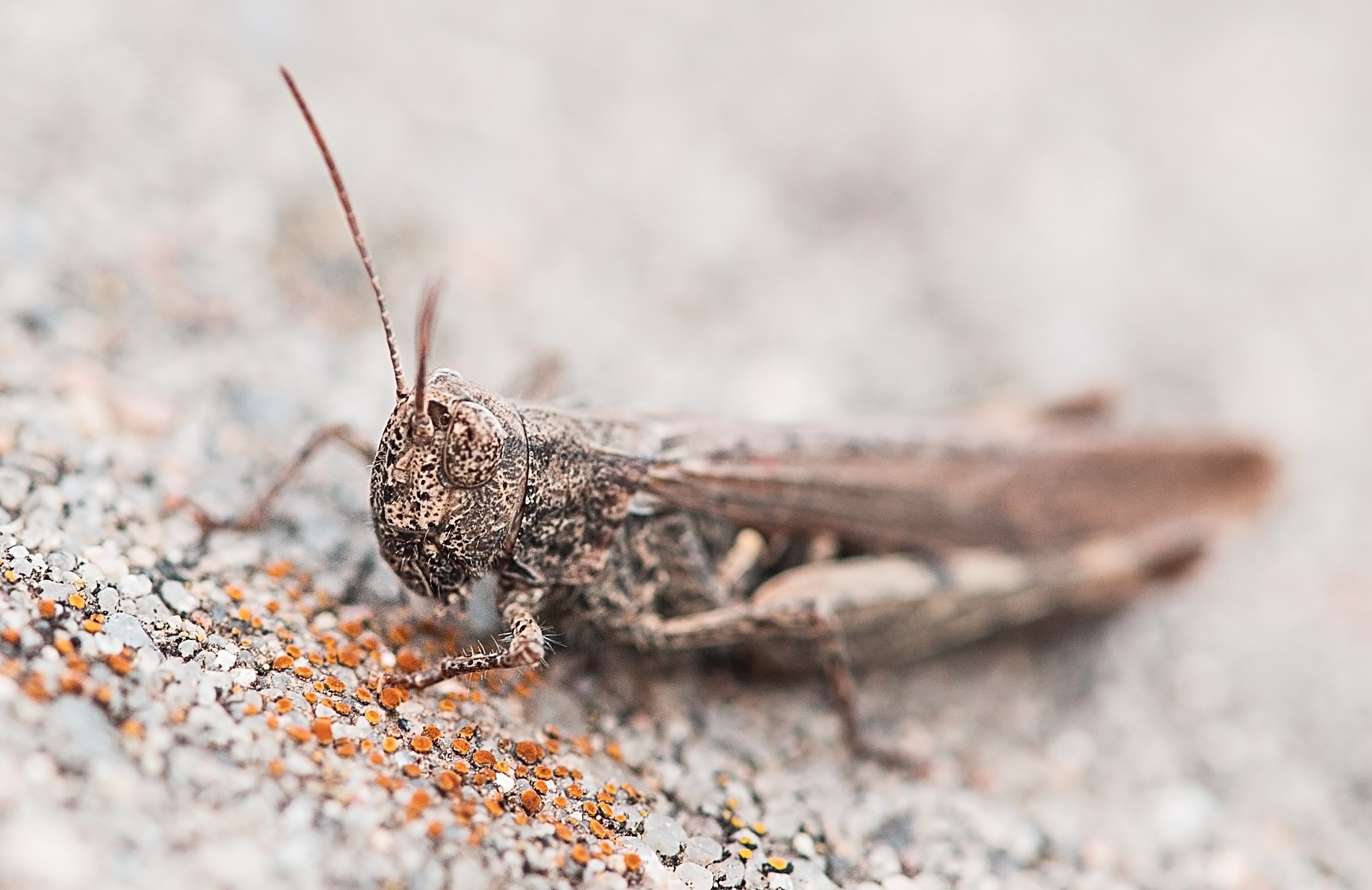 grasshopper animal insect grey stone macro nature 4k, HD Wallpaper