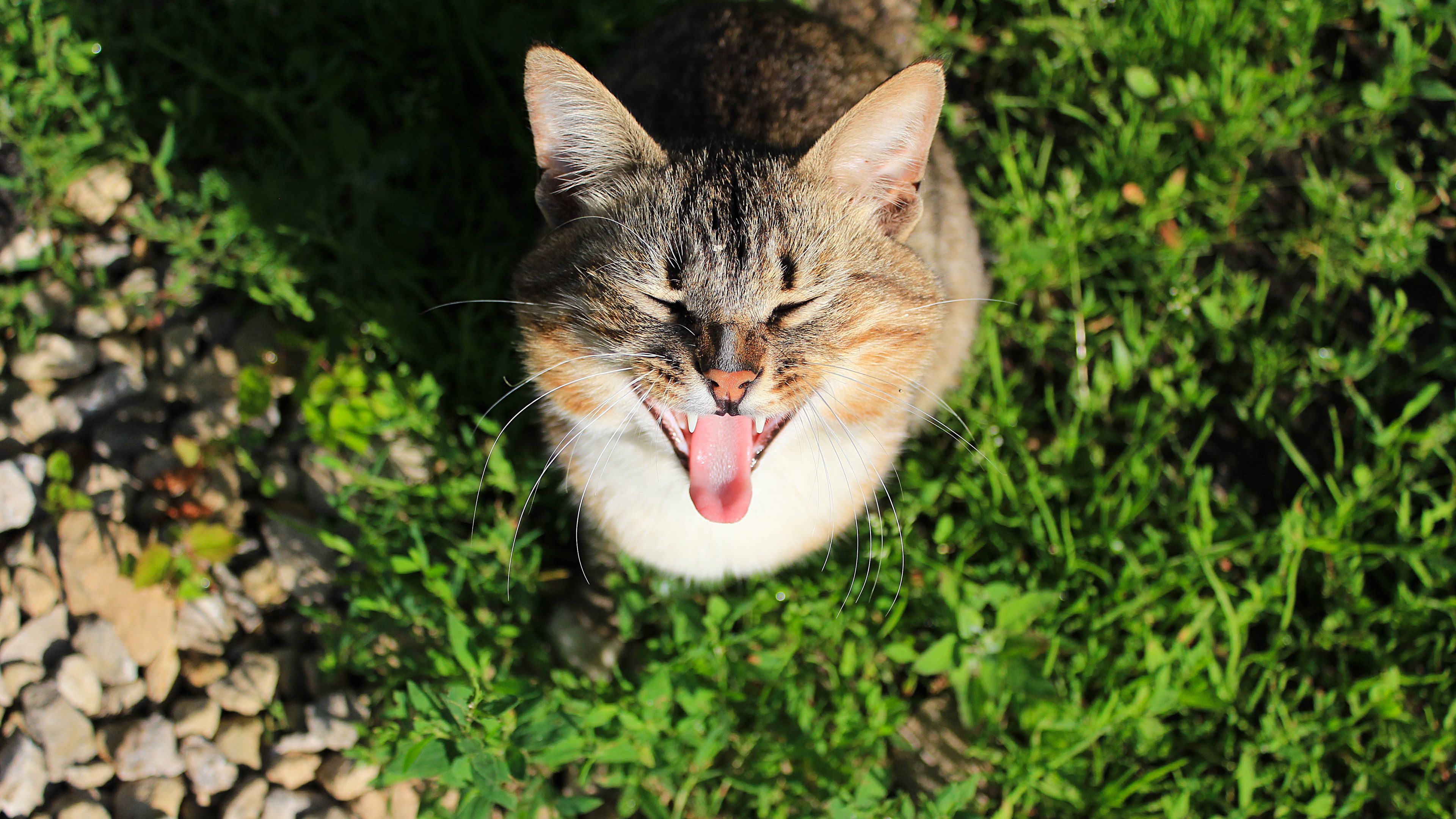 cat, cry, grass, shade, concern, 4k, HD Wallpaper