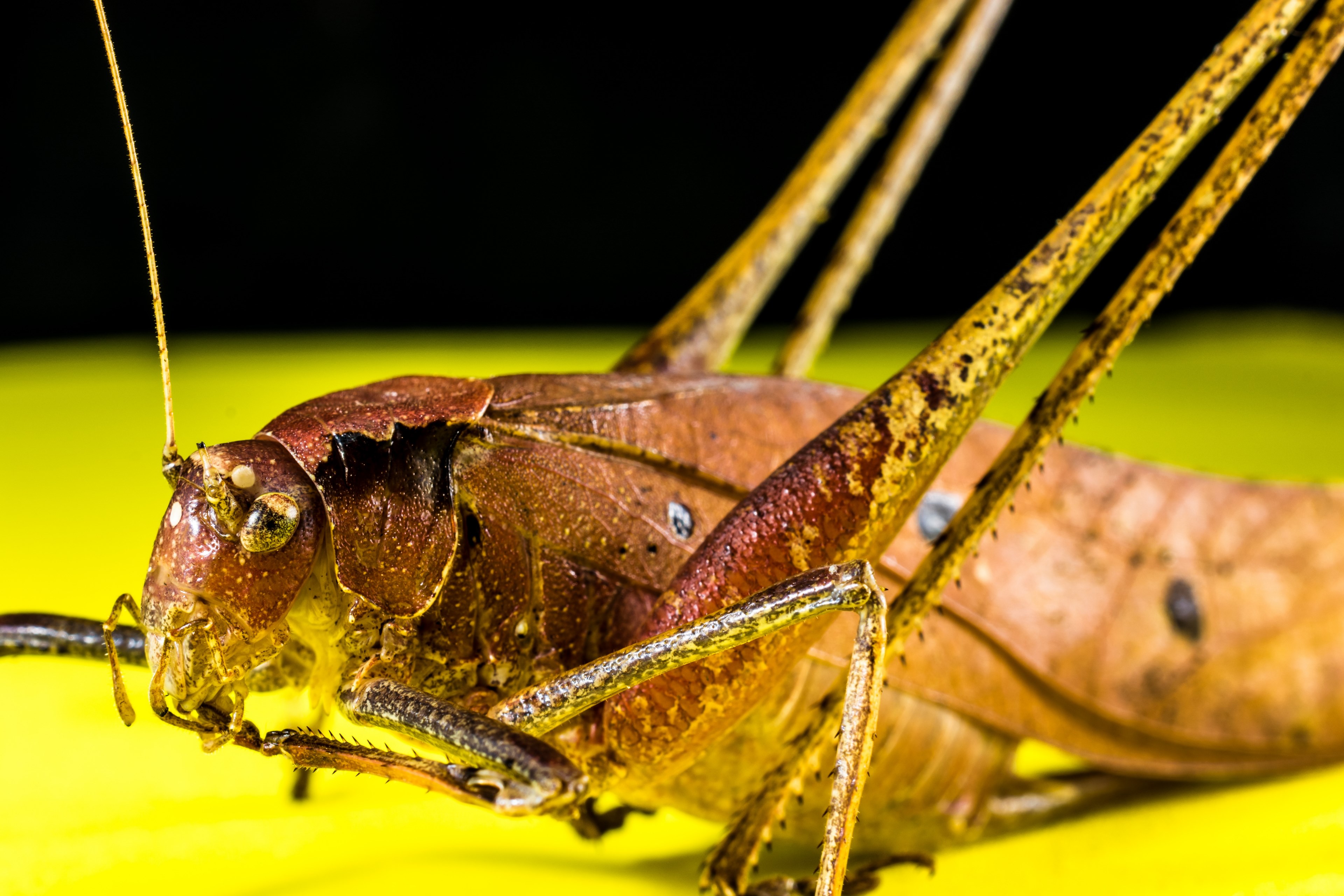 grasshopper viridissima insect scare chitin close 4k, HD Wallpaper