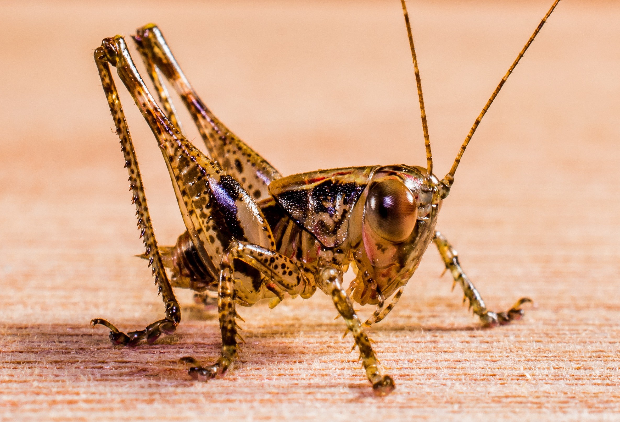 grasshopper viridissima insect close 4k, HD Wallpaper