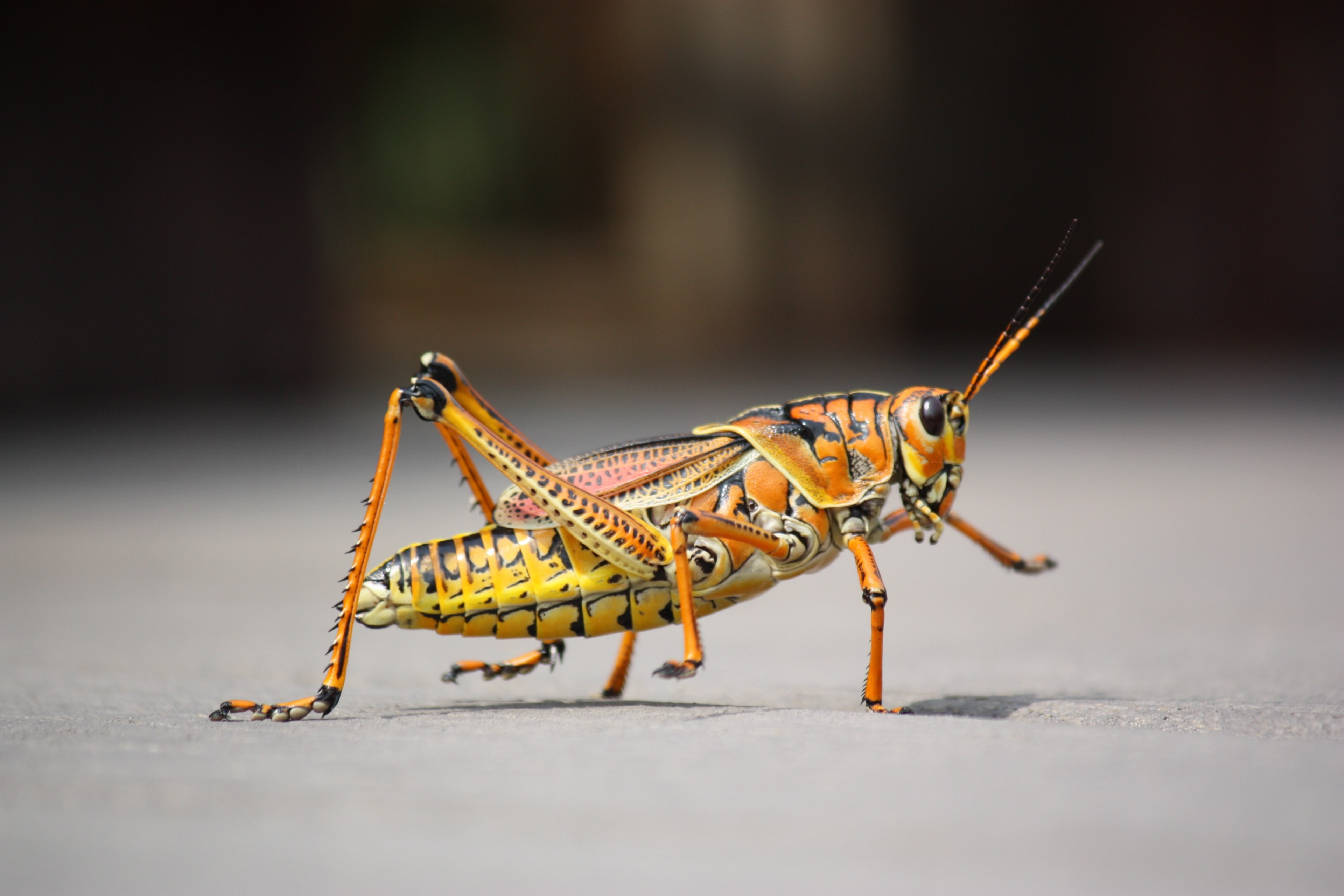 grasshopper insect nature animal close 4k, HD Wallpaper