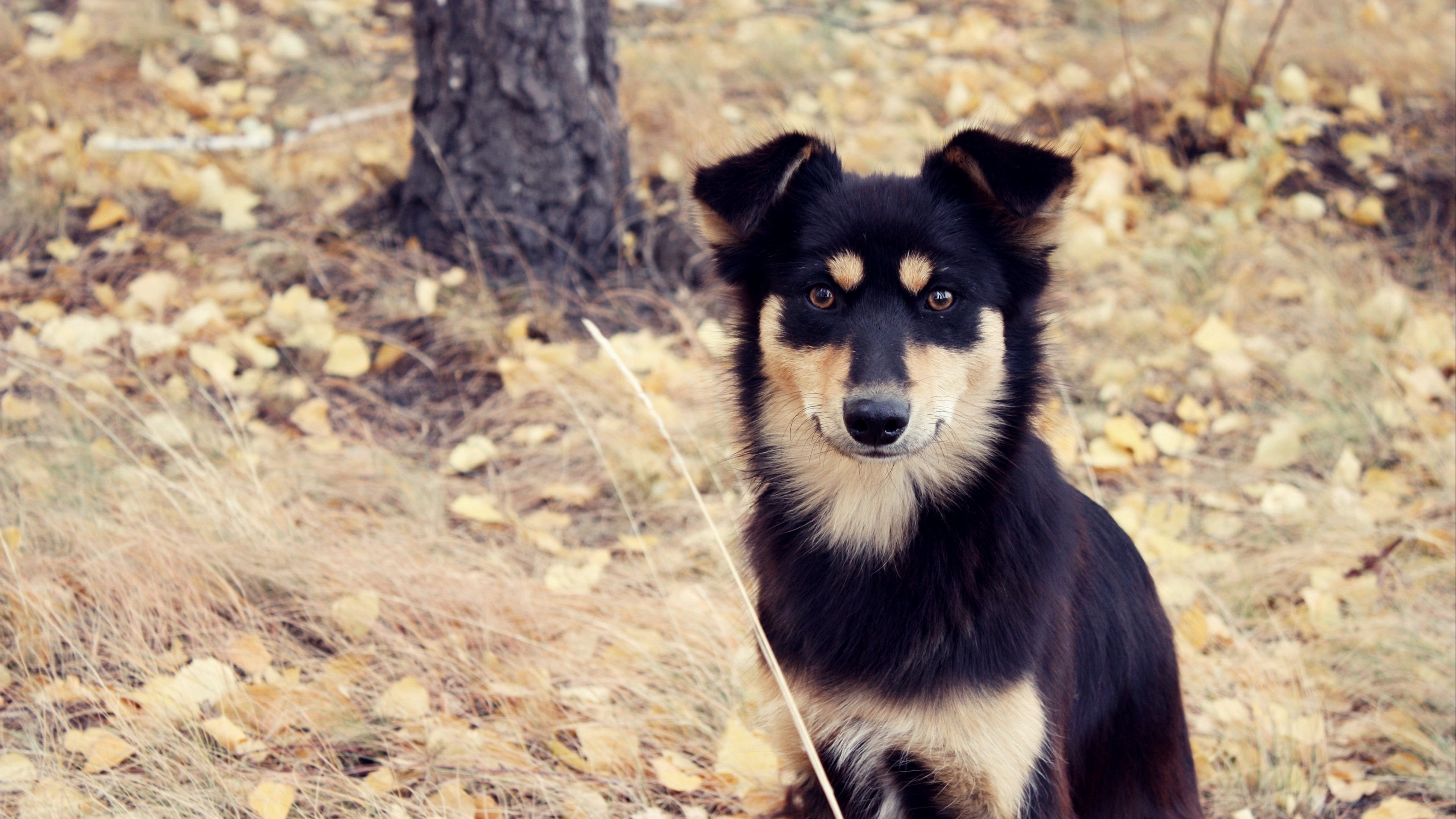 dogs, fall, sit, fluffy, 4k, HD Wallpaper