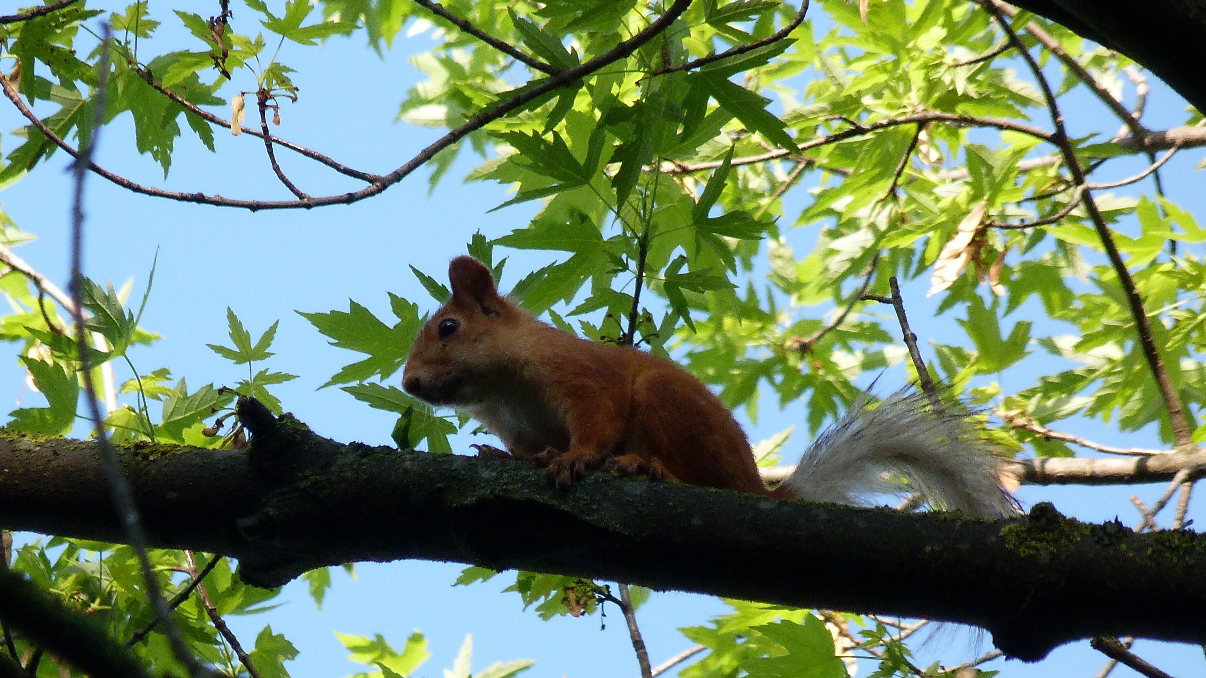 squirrel, animal, face, sitting, 4k, HD Wallpaper