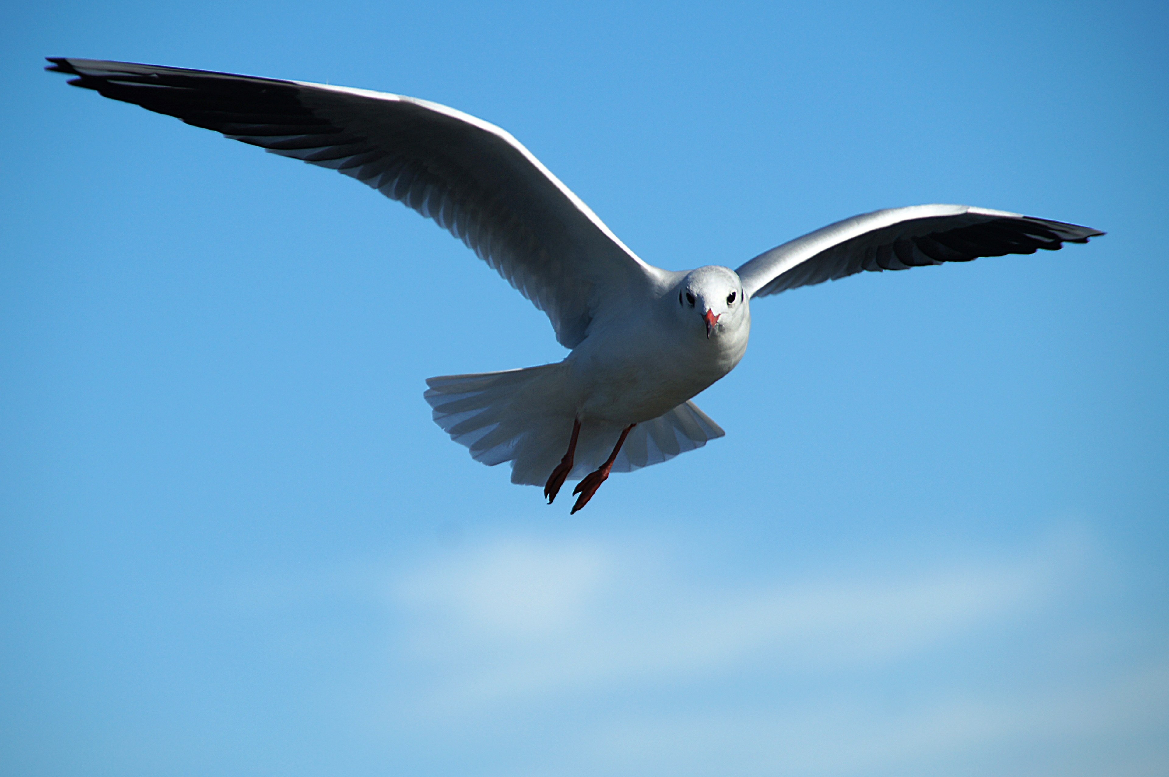 gull tern bird flight 4k, HD Wallpaper
