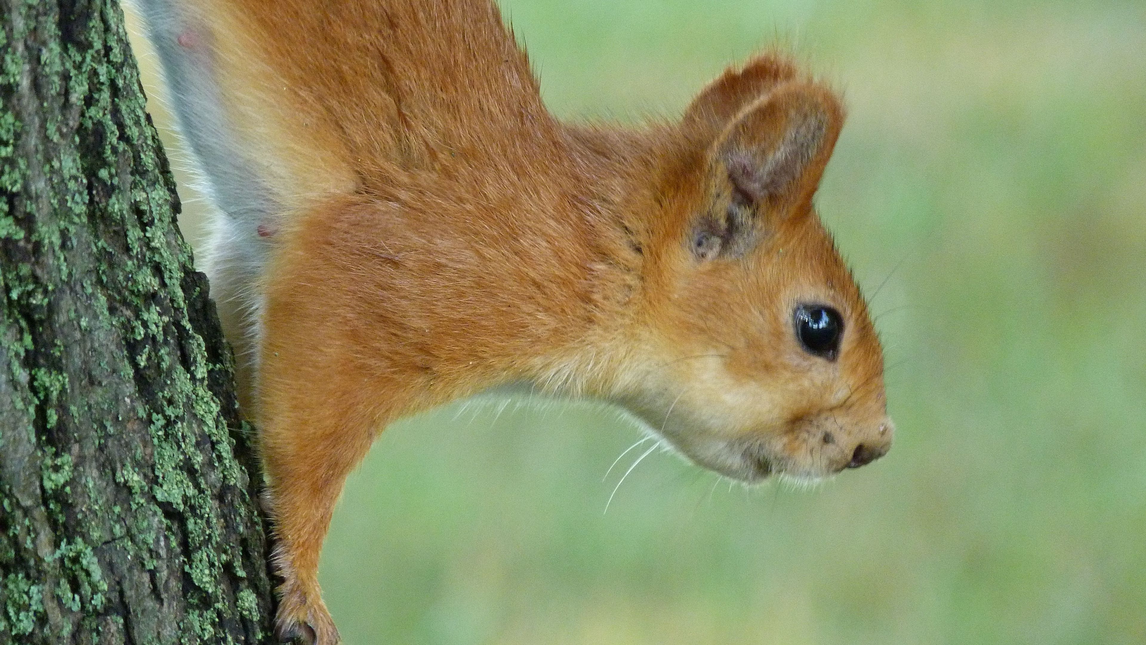 squirrel, eyes, hair, face, climb, 4k, HD Wallpaper