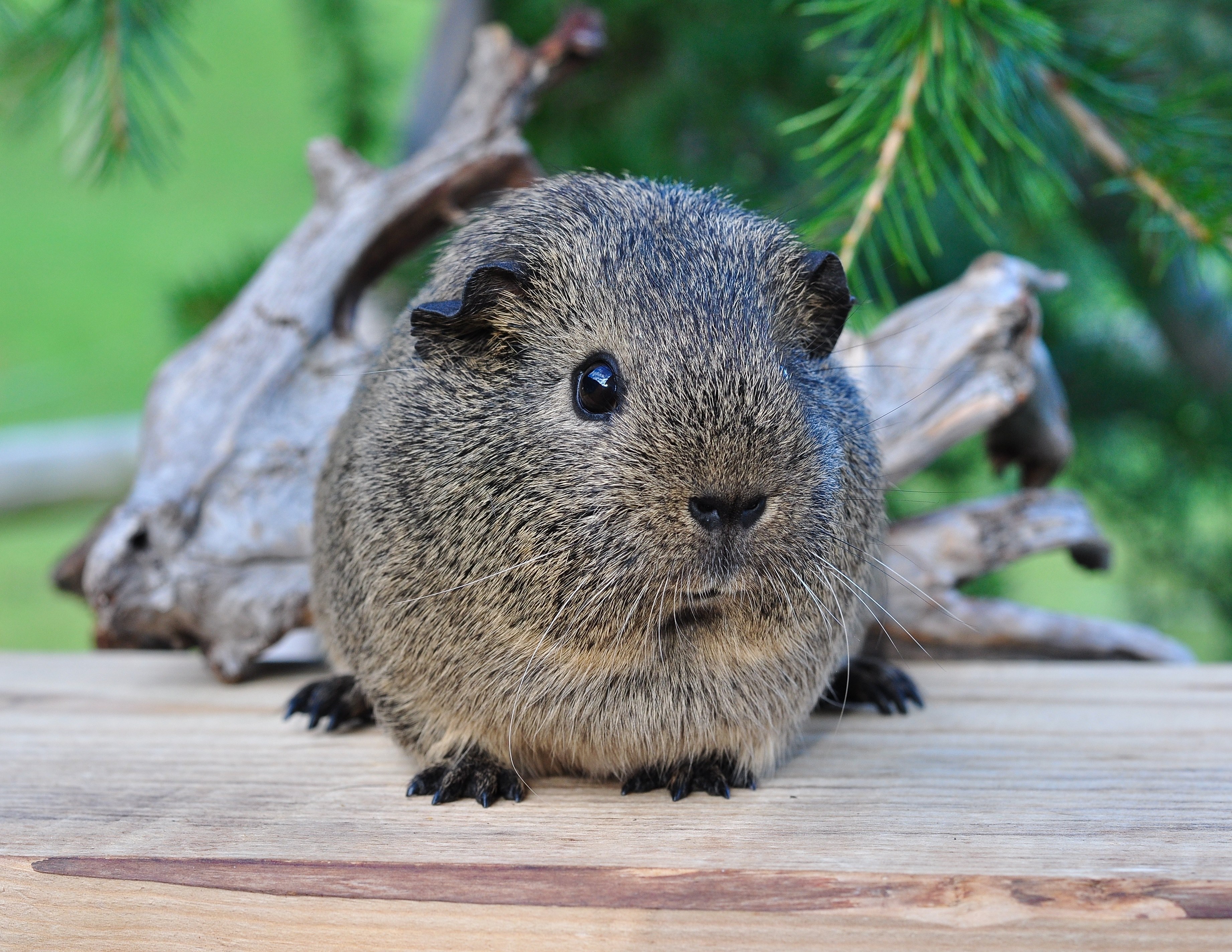 guinea pig smooth hair black cream agouti 4k, HD Wallpaper