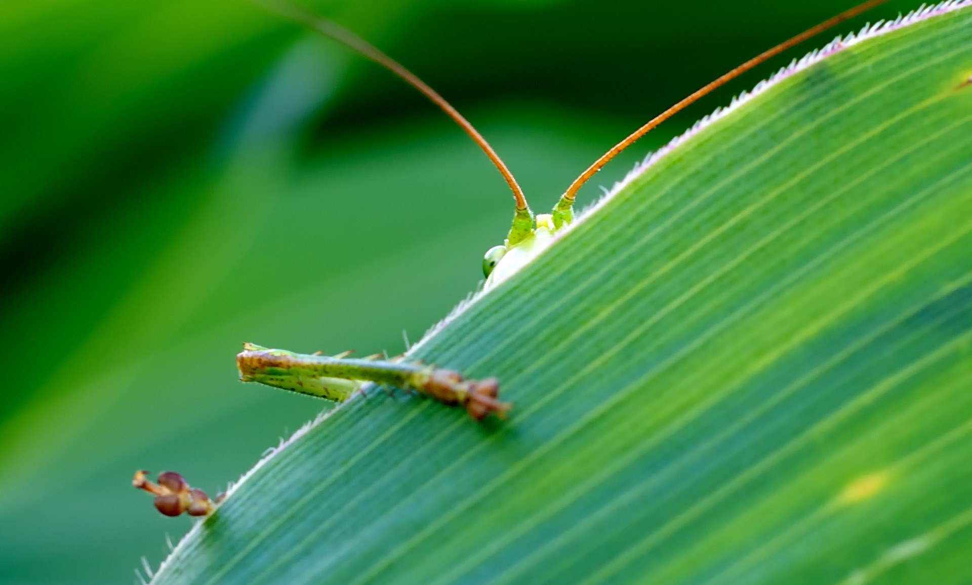 grasshopper viridissima green corn leaf hidden eye 4k, HD Wallpaper