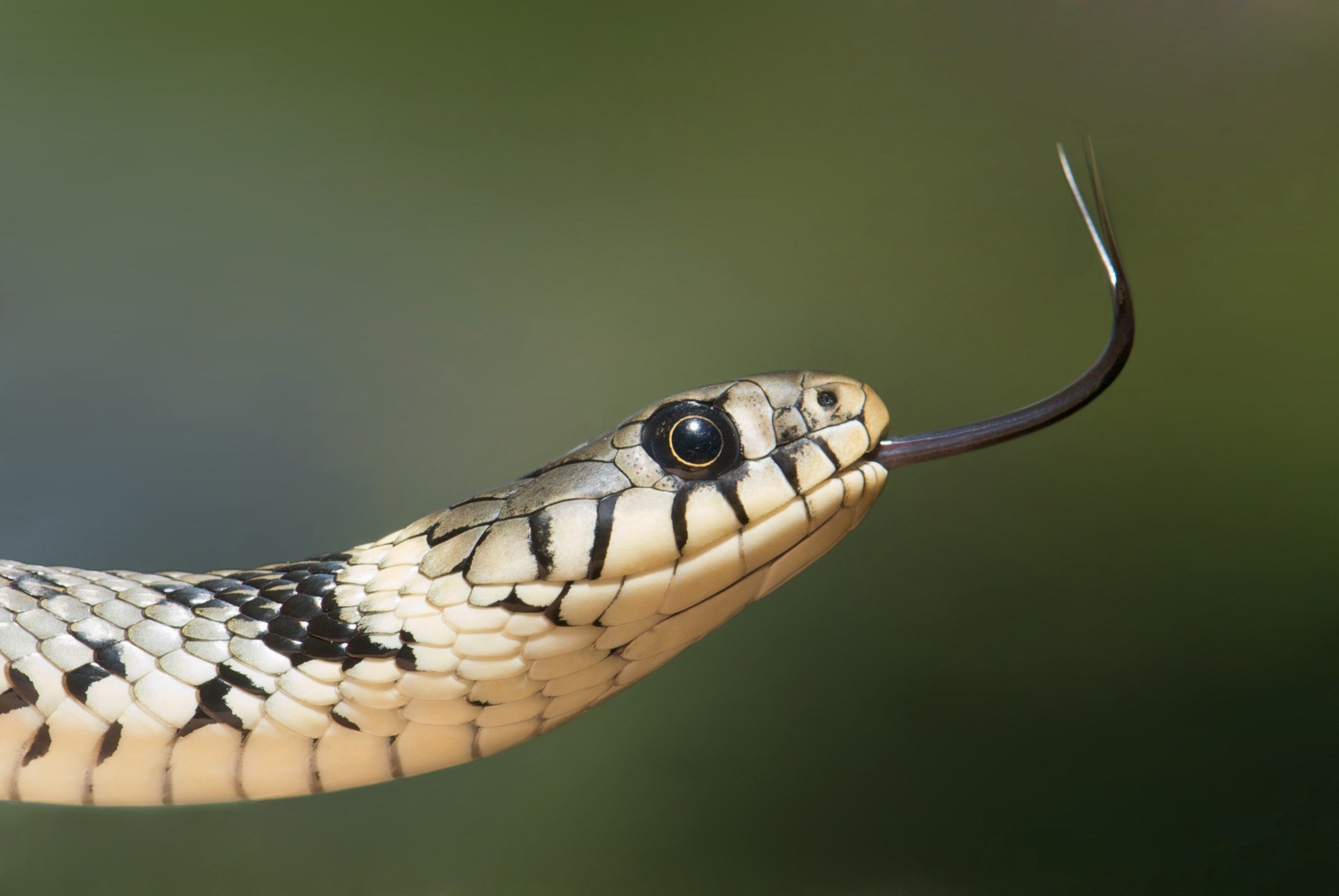 grass snake snake serpentes natrix head tongue 4k, HD Wallpaper
