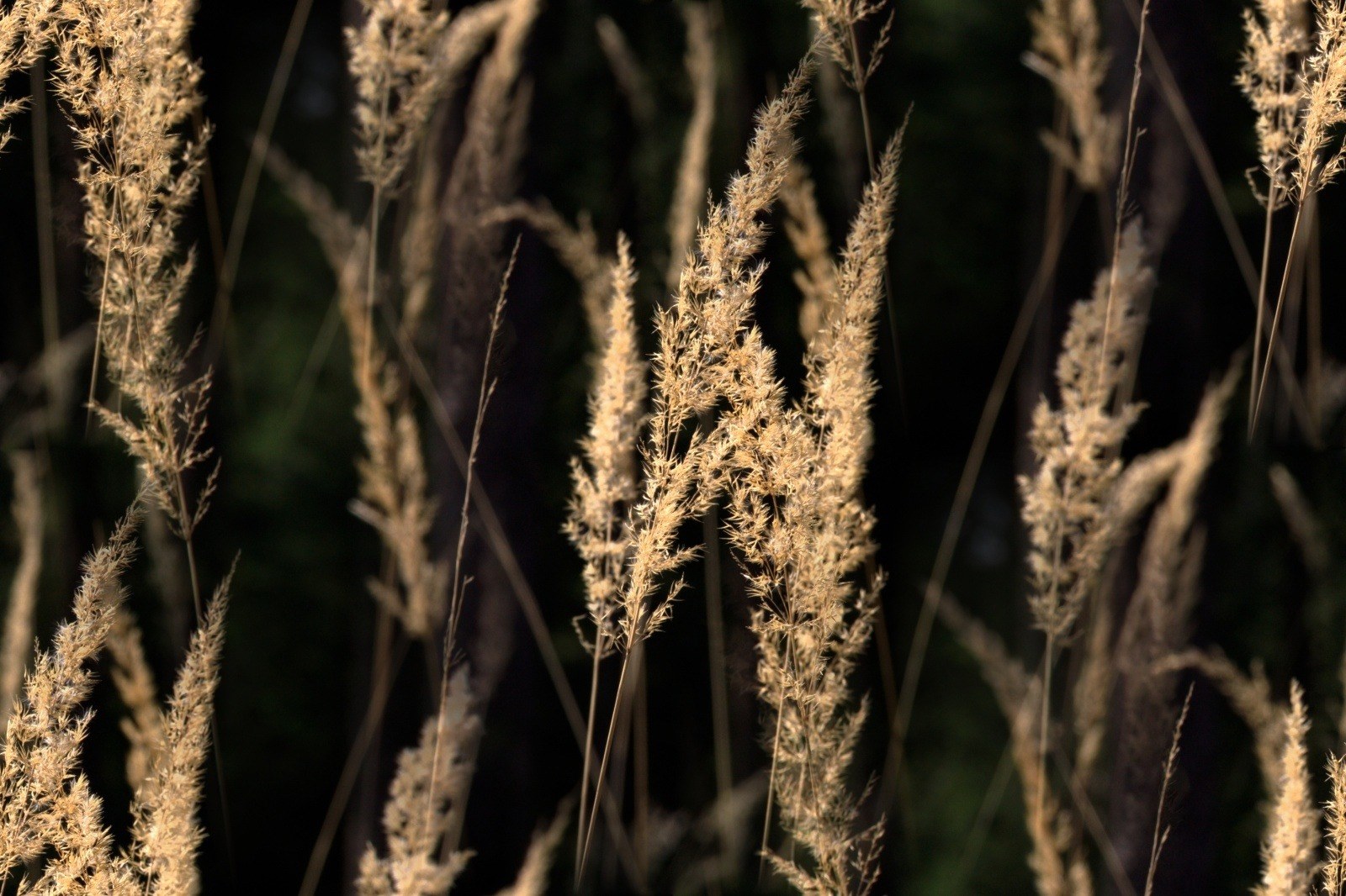 grasses back light blades of grass meadow halme 4k, HD Wallpaper