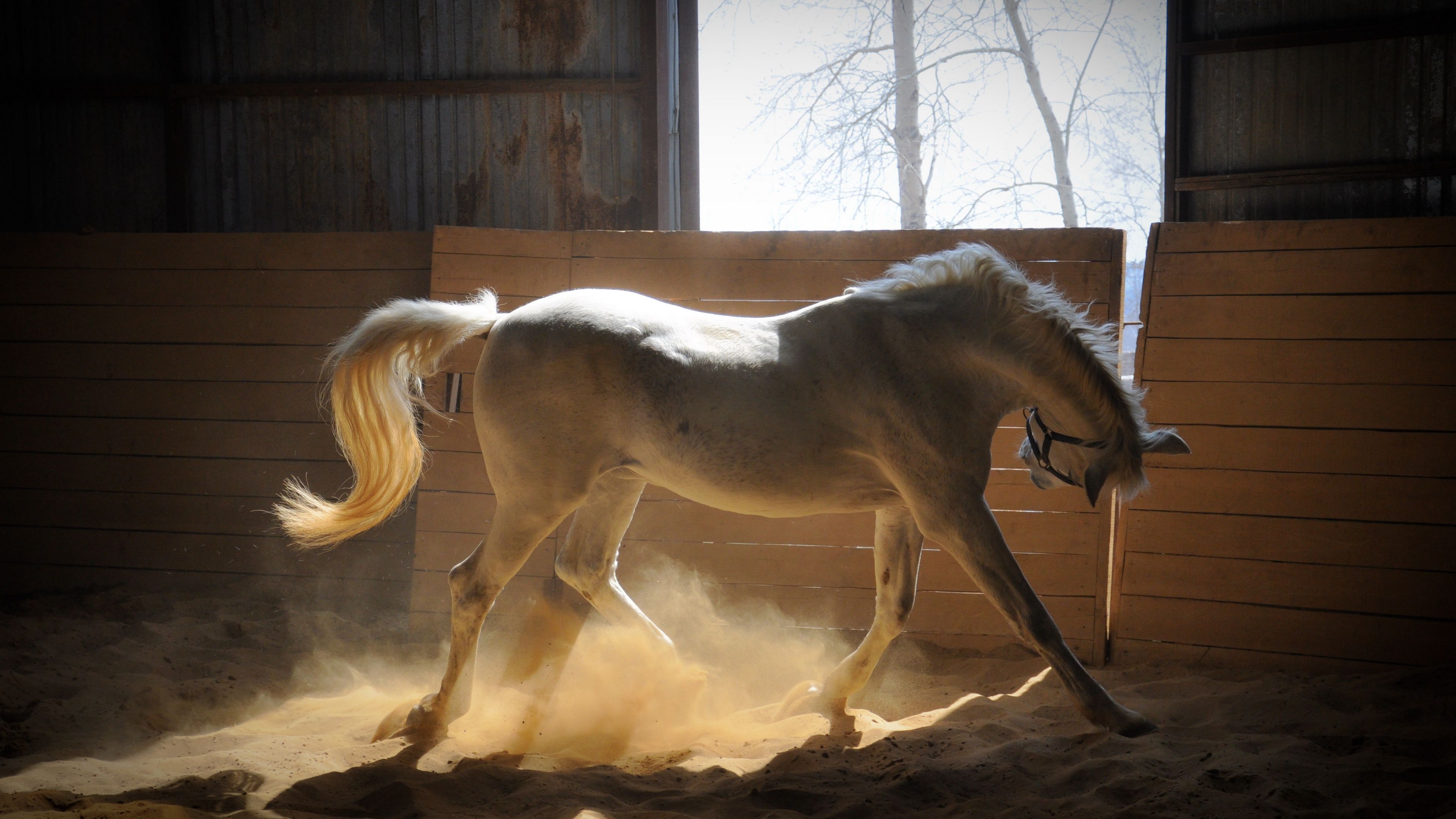 horse, stables, dust, color, 4k, HD Wallpaper