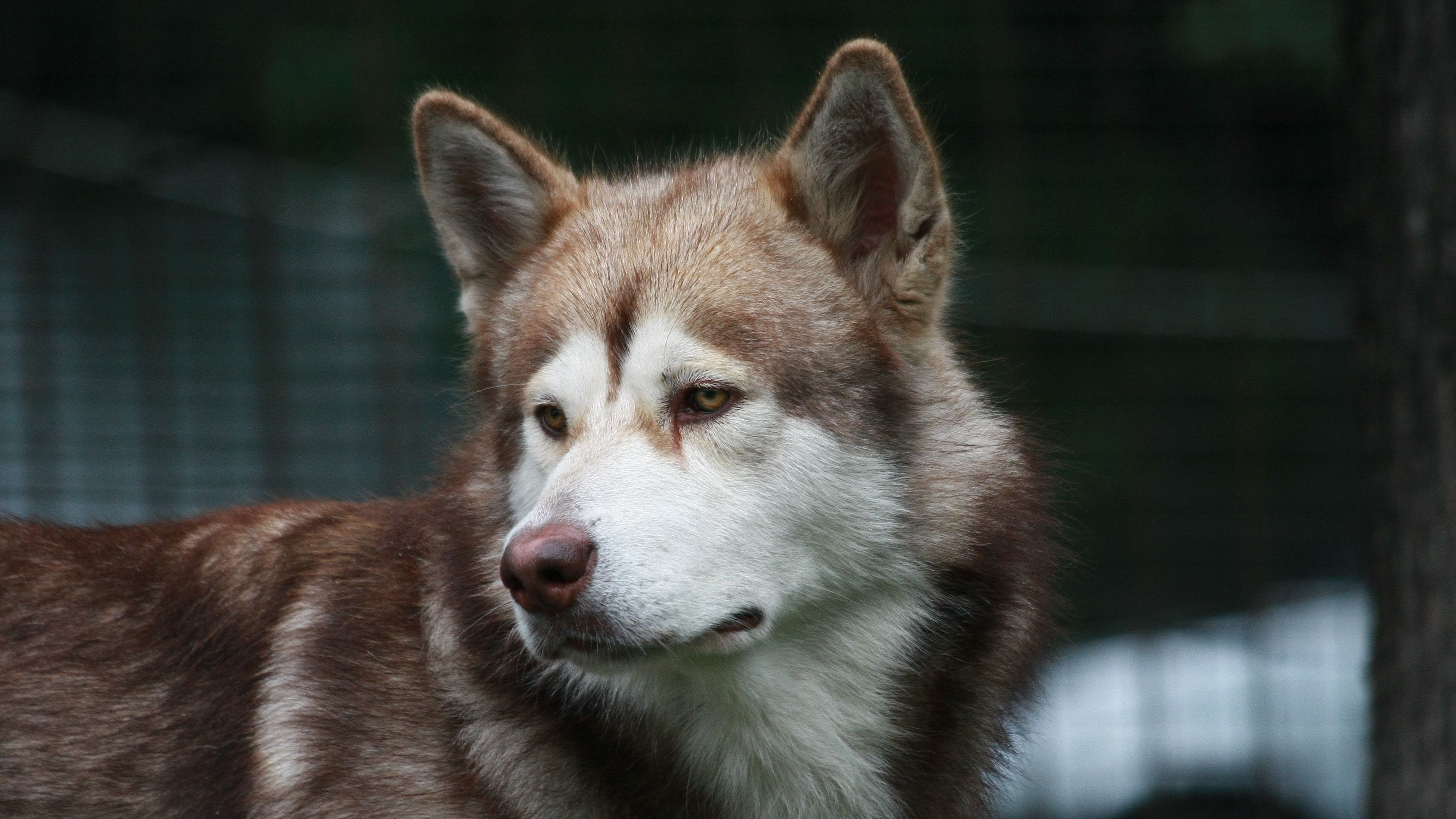 dog, husky, color, look, watch, 4k, HD Wallpaper