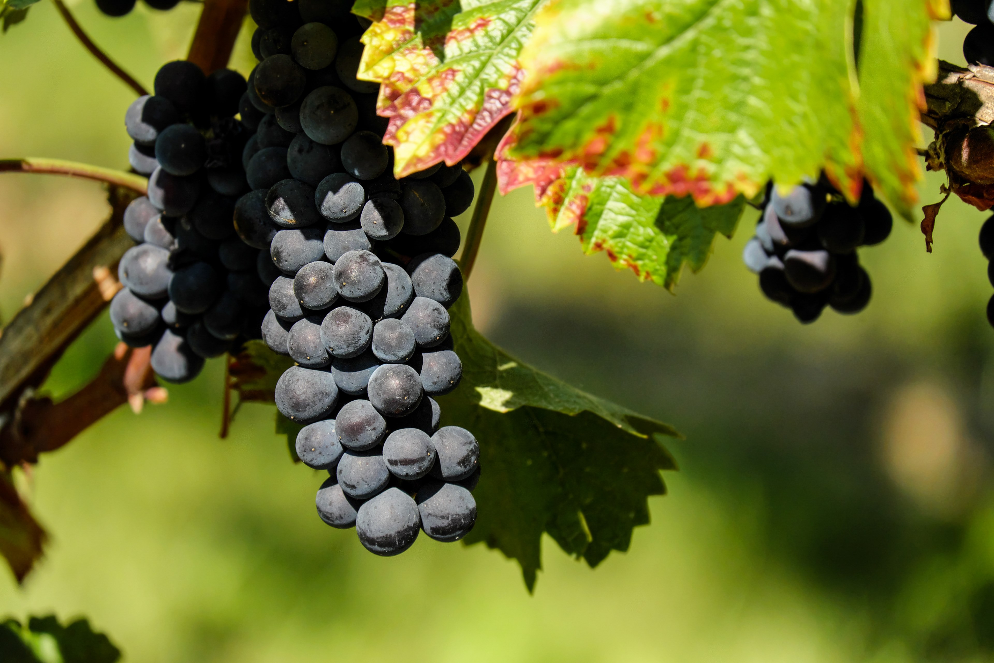 grapes fruit fruits blue winegrowing 4k, HD Wallpaper
