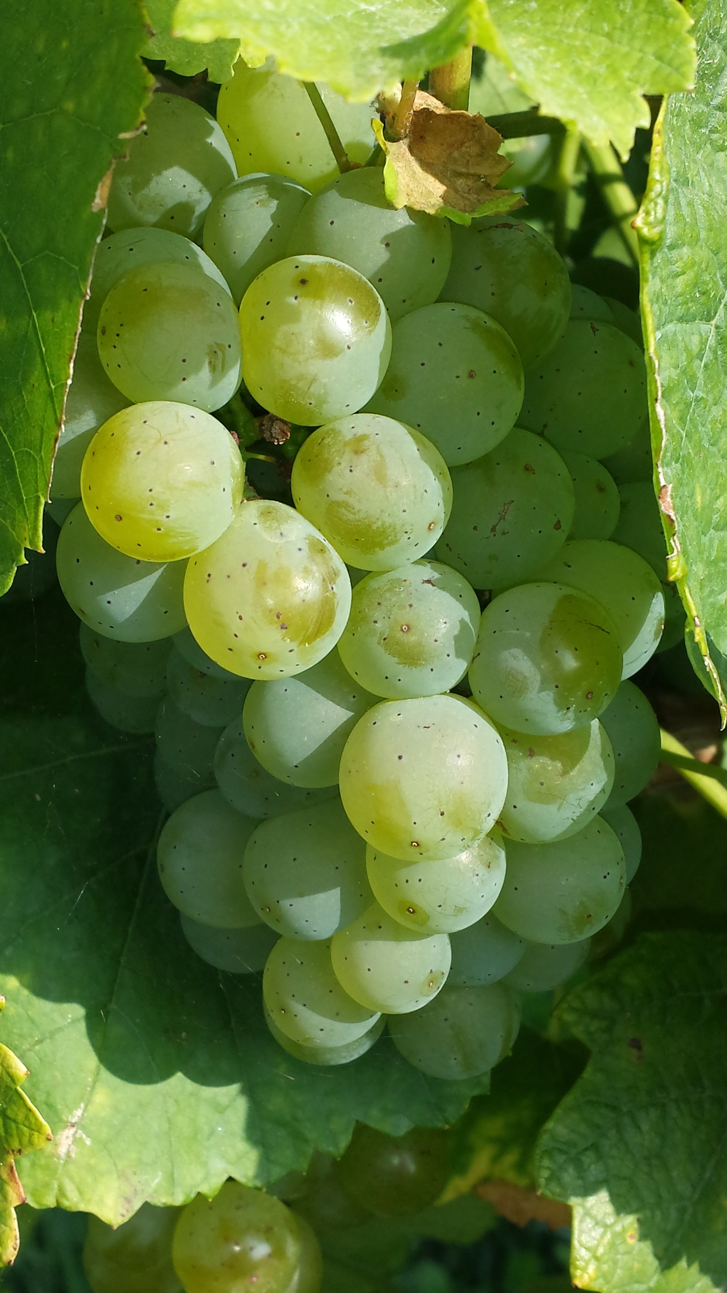 grapes green fruit food winegrowing green grapes 4k, Phone HD Wallpaper