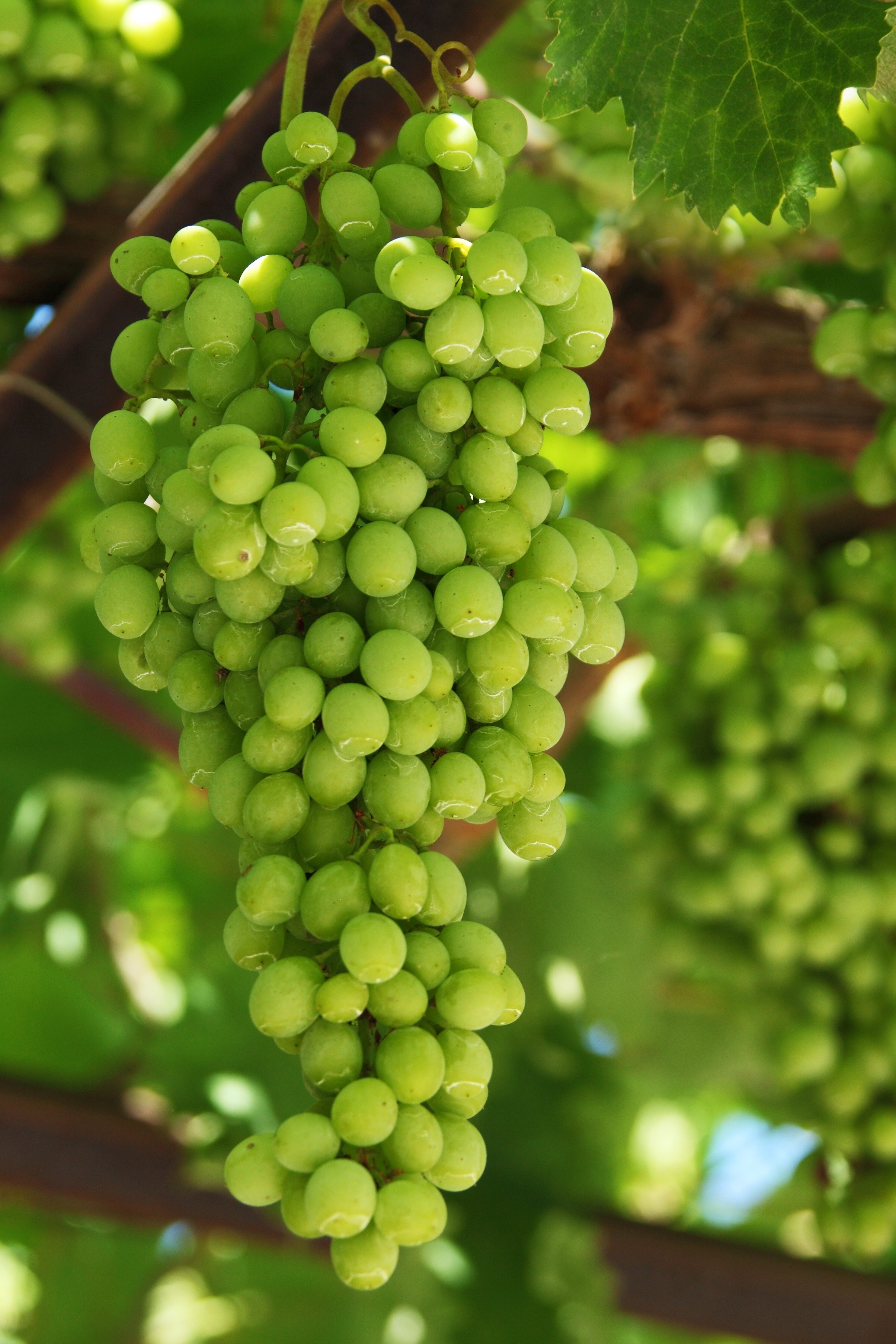 grapes agriculture cluster food fresh fruit green 4k, Phone HD Wallpaper