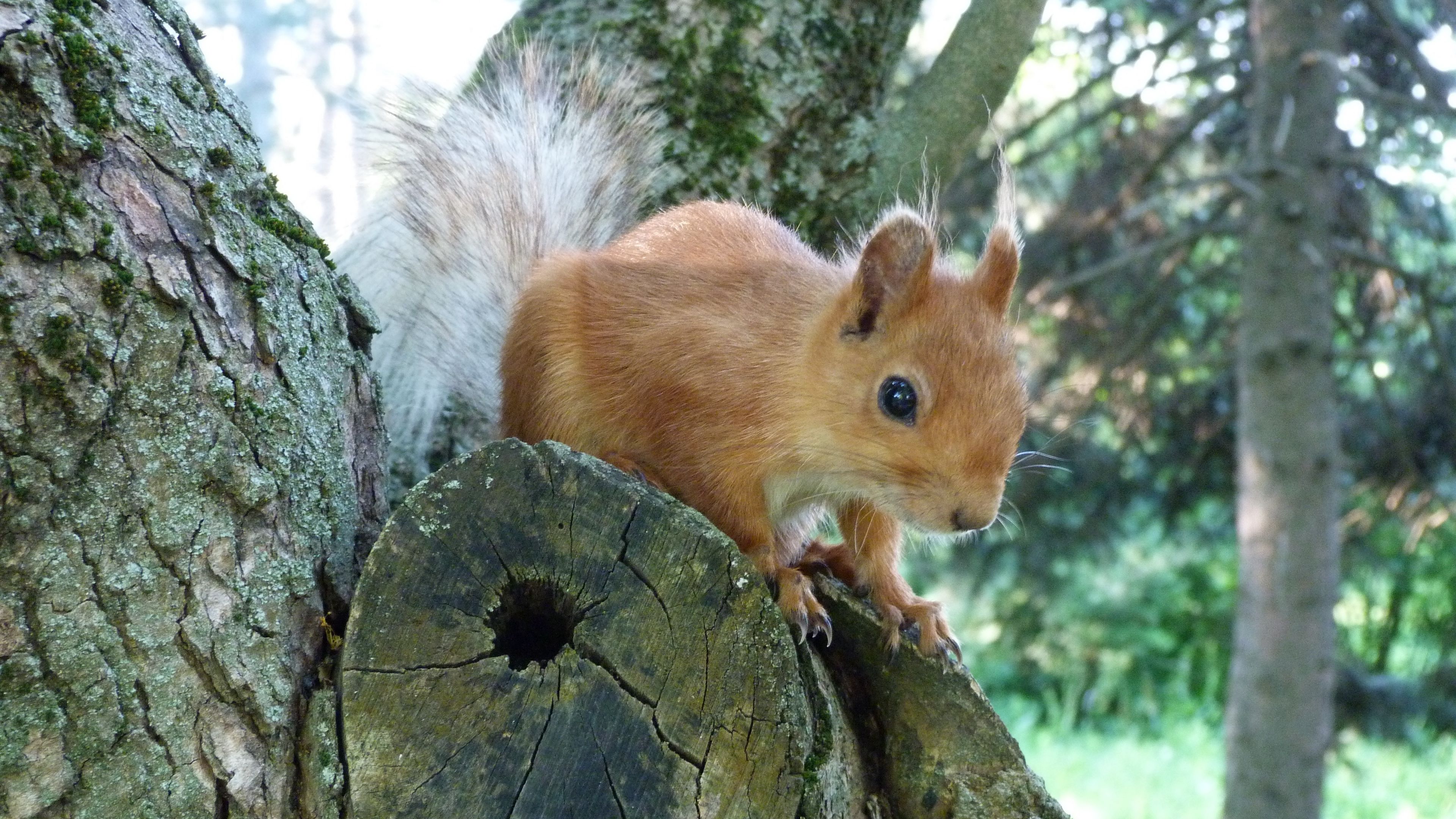 squirrel, face, peep, tree, 4k, HD Wallpaper