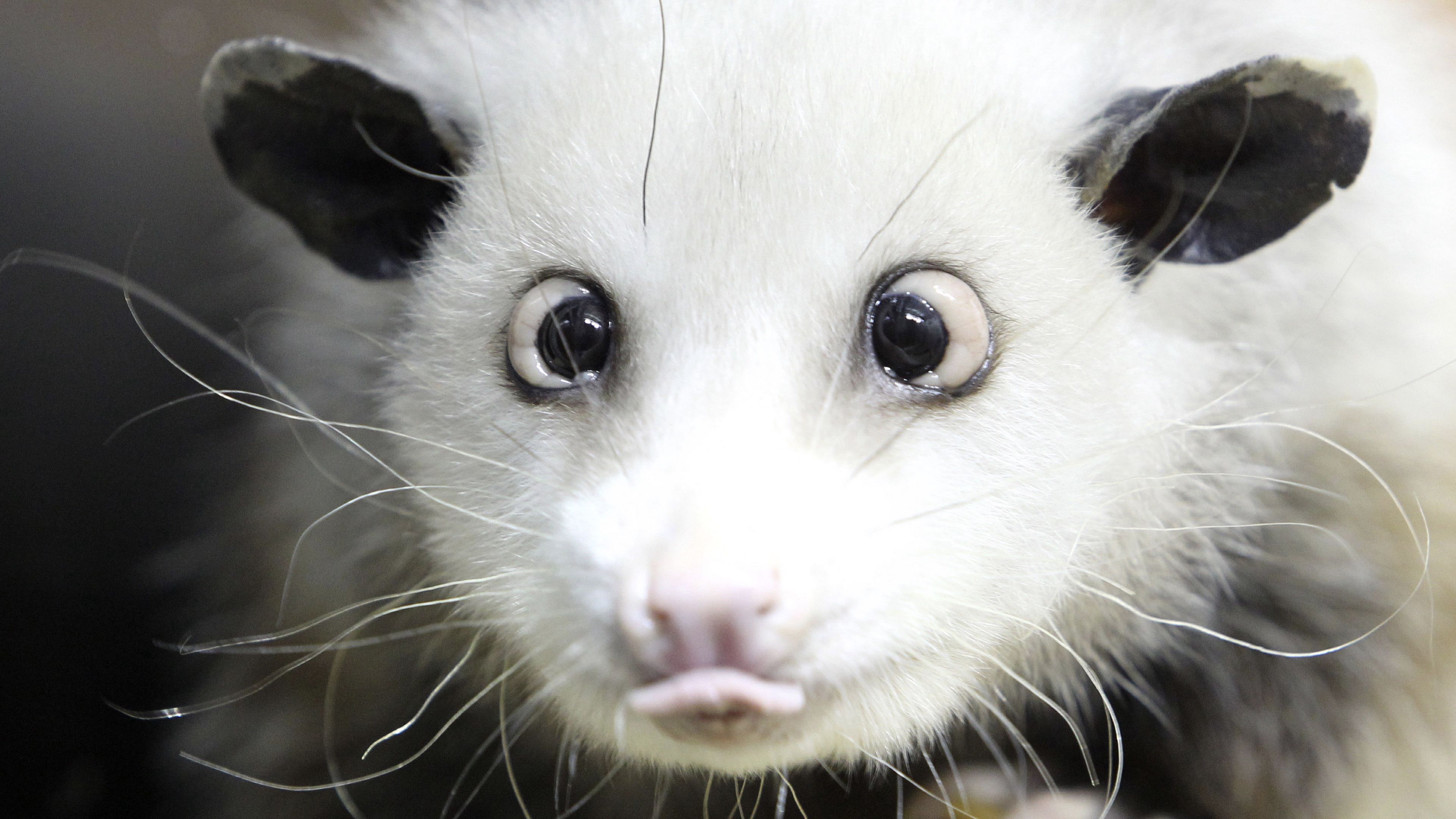 opossum, face, tongue, hair, 4k, HD Wallpaper